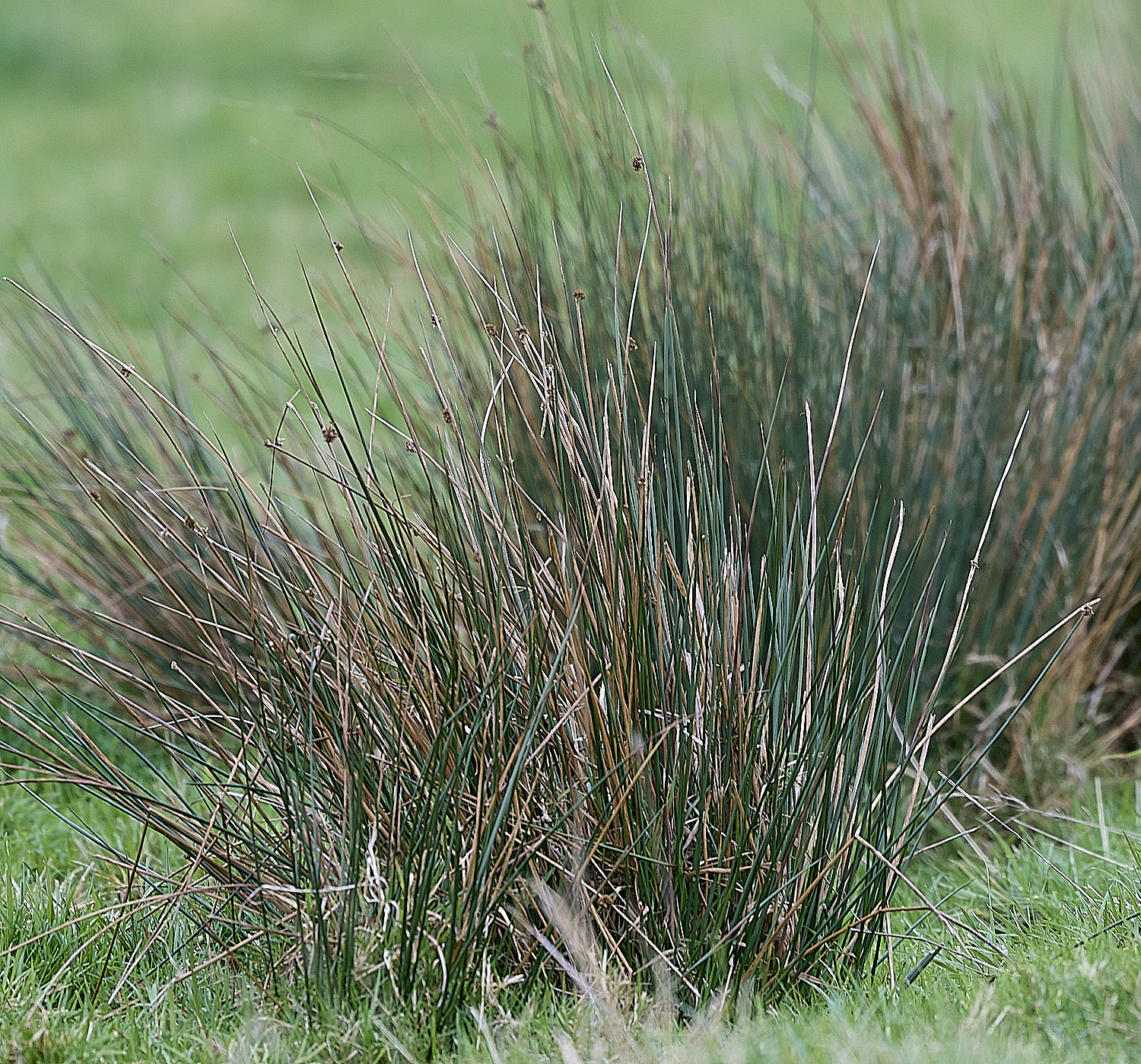 StBenet&#39;sAbbeyJuncus080126 1