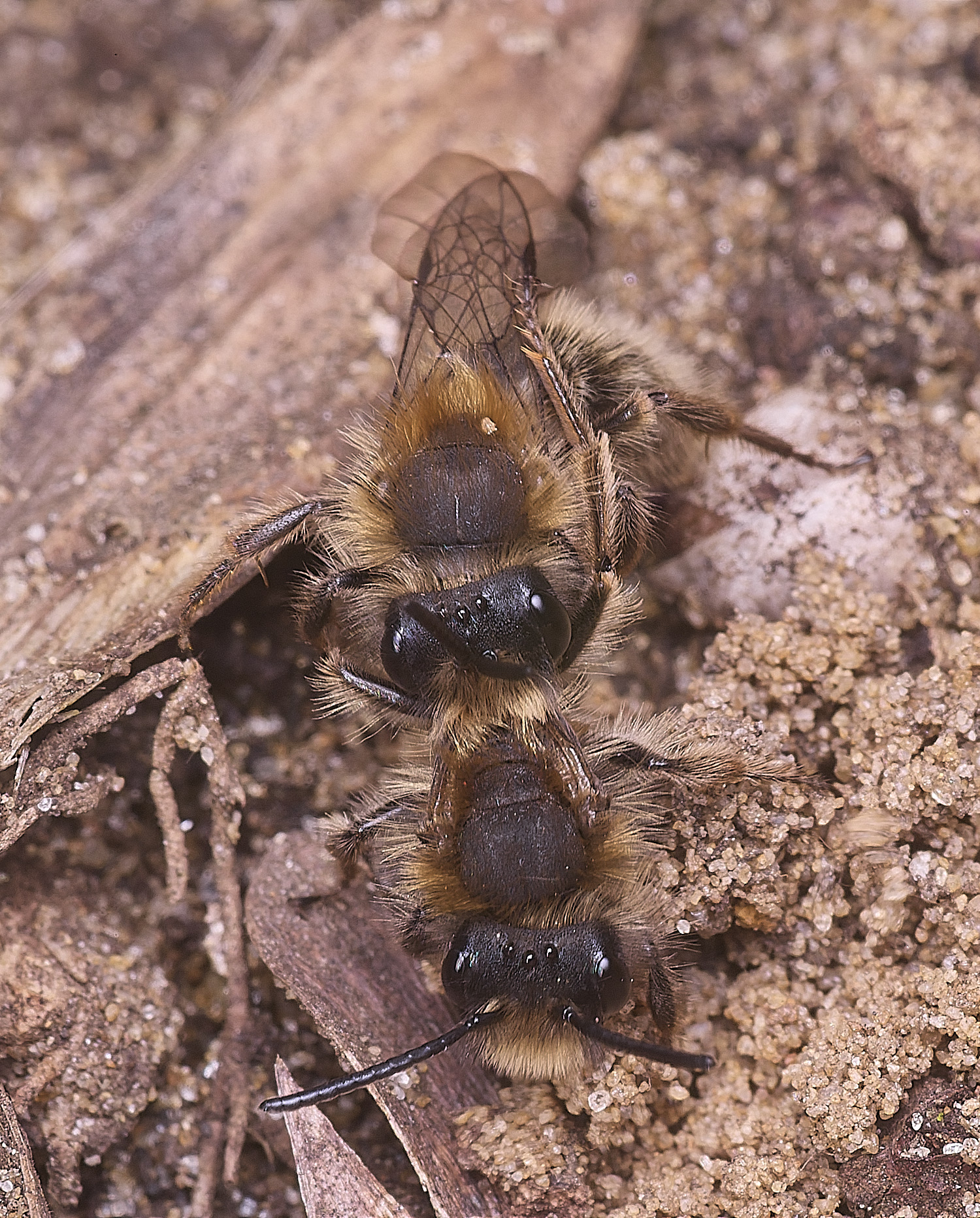 StrumpshawAndrenaclarkella150326-7