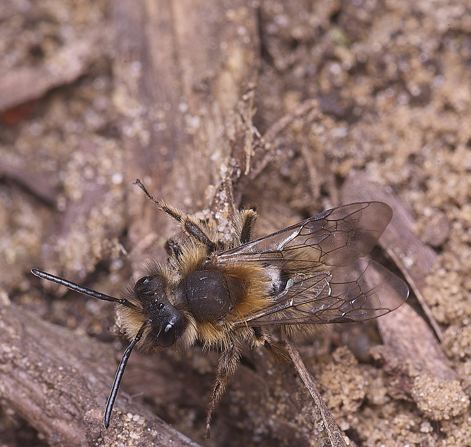 StrumpshawAndrenaclarkella150326-9