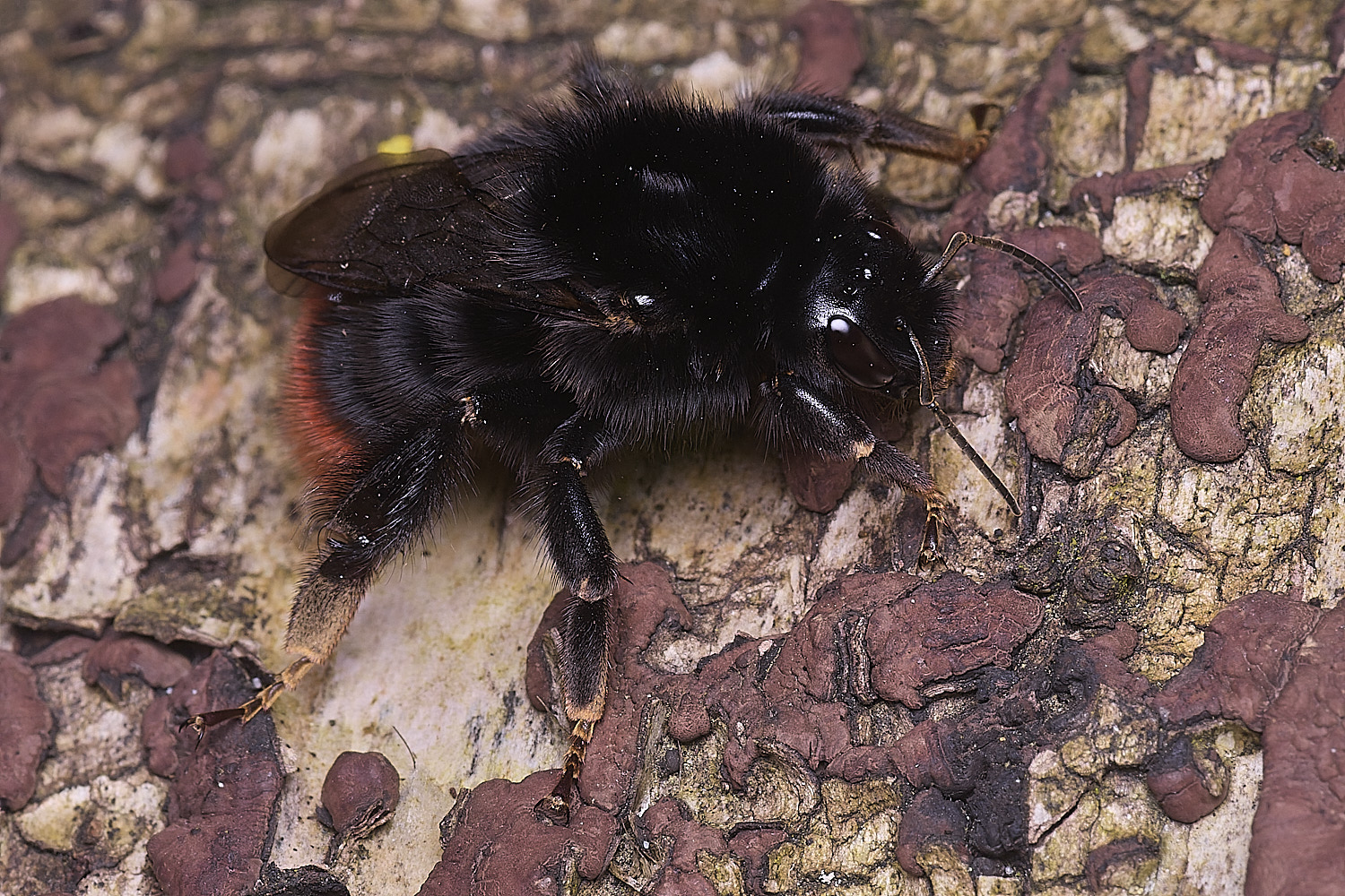 StrumpshawBlapidarius150326-1