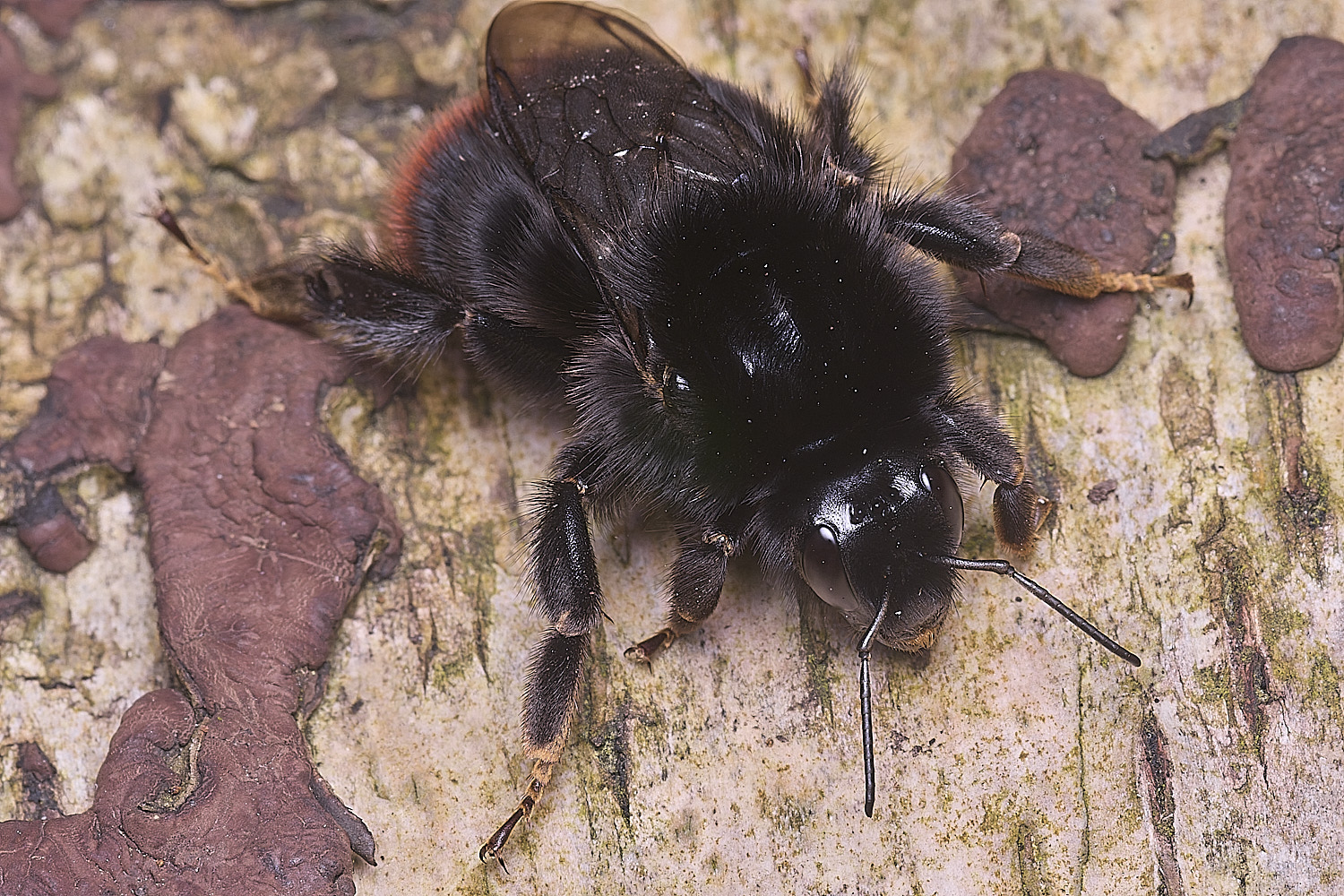 StrumpshawBlapidarius150326-2