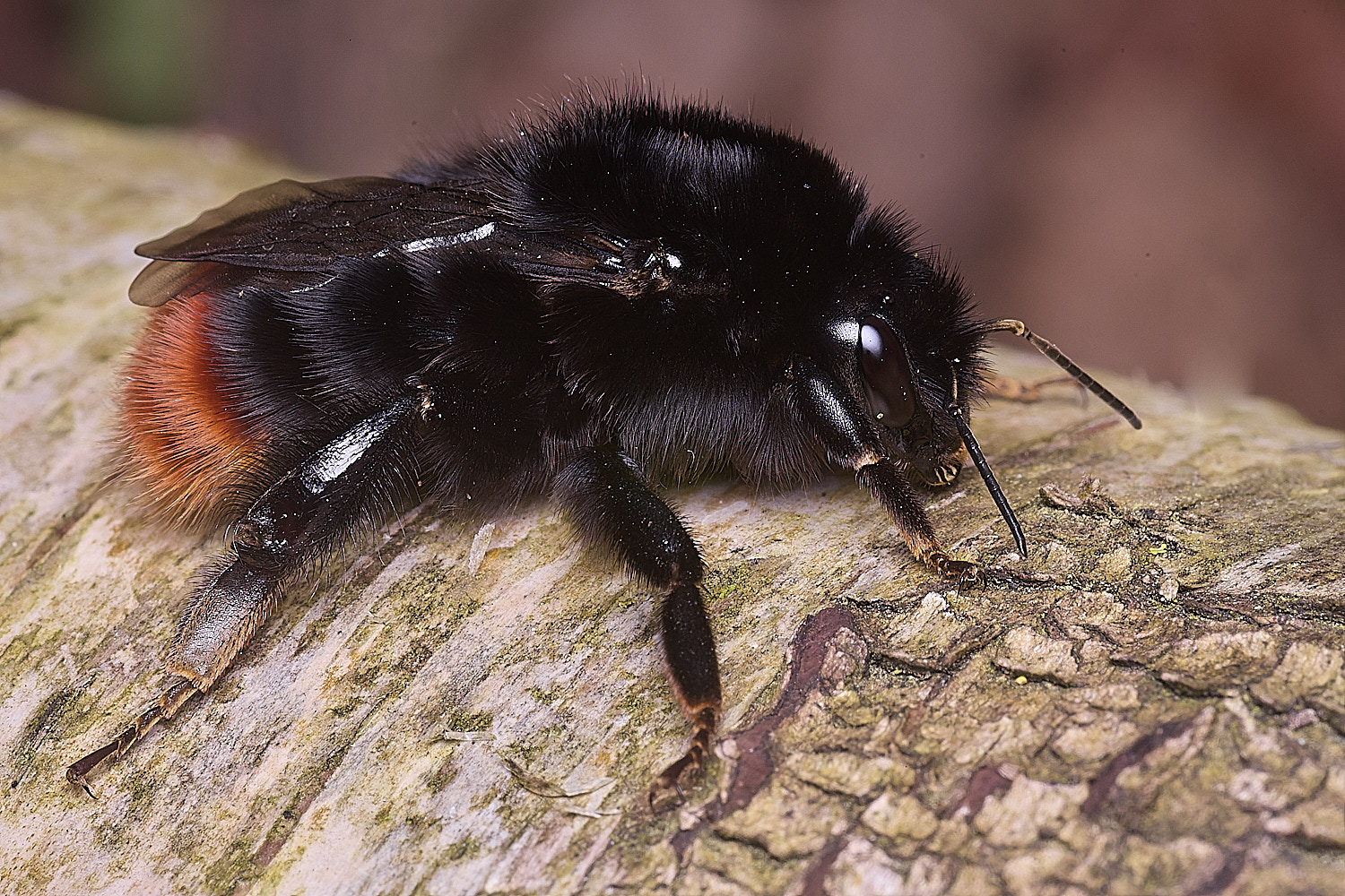 StrumpshawBlapidarius150326-3