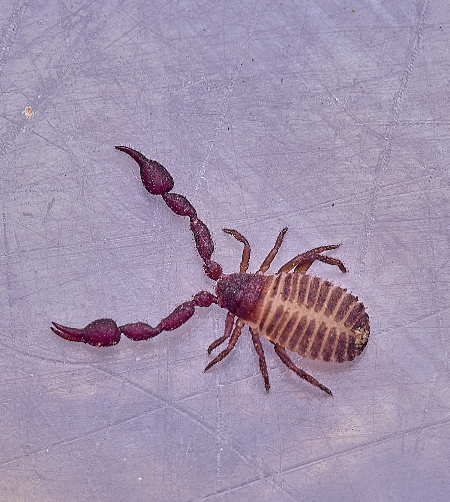 StrumpshawChelifer150326-1