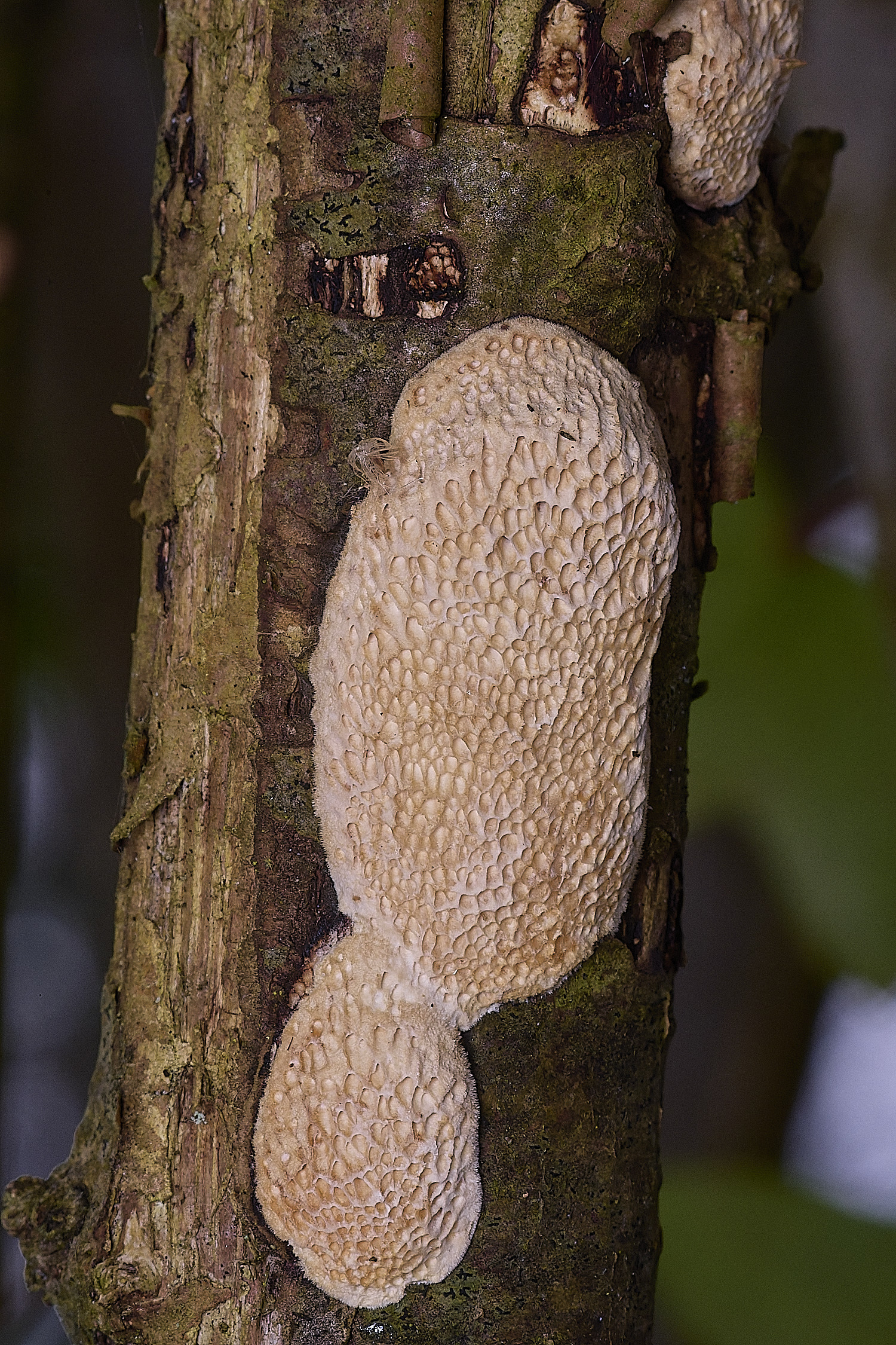 StrumpshawHazelBracket150326-1