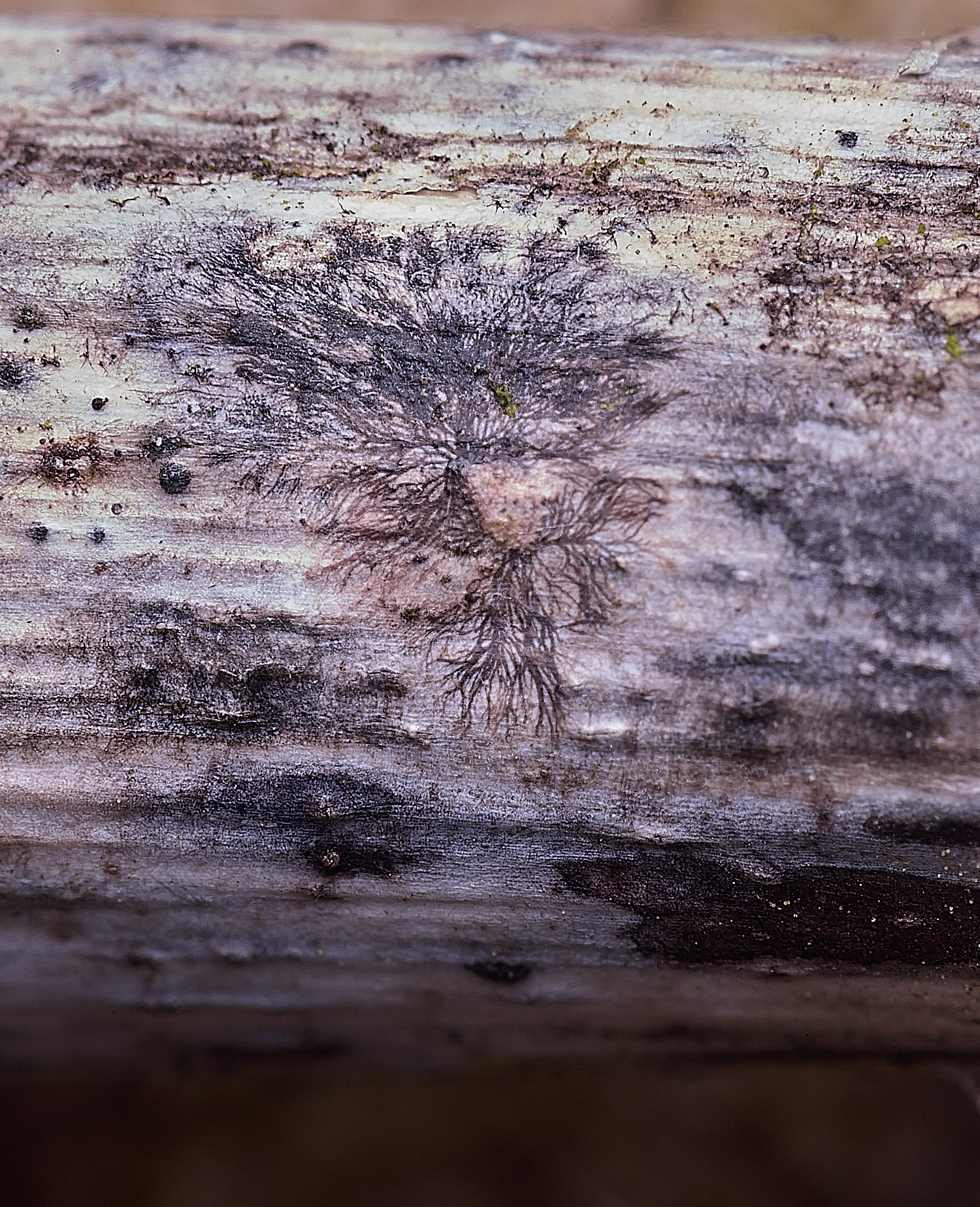 StrumpshawHemlockHyhae150326-1