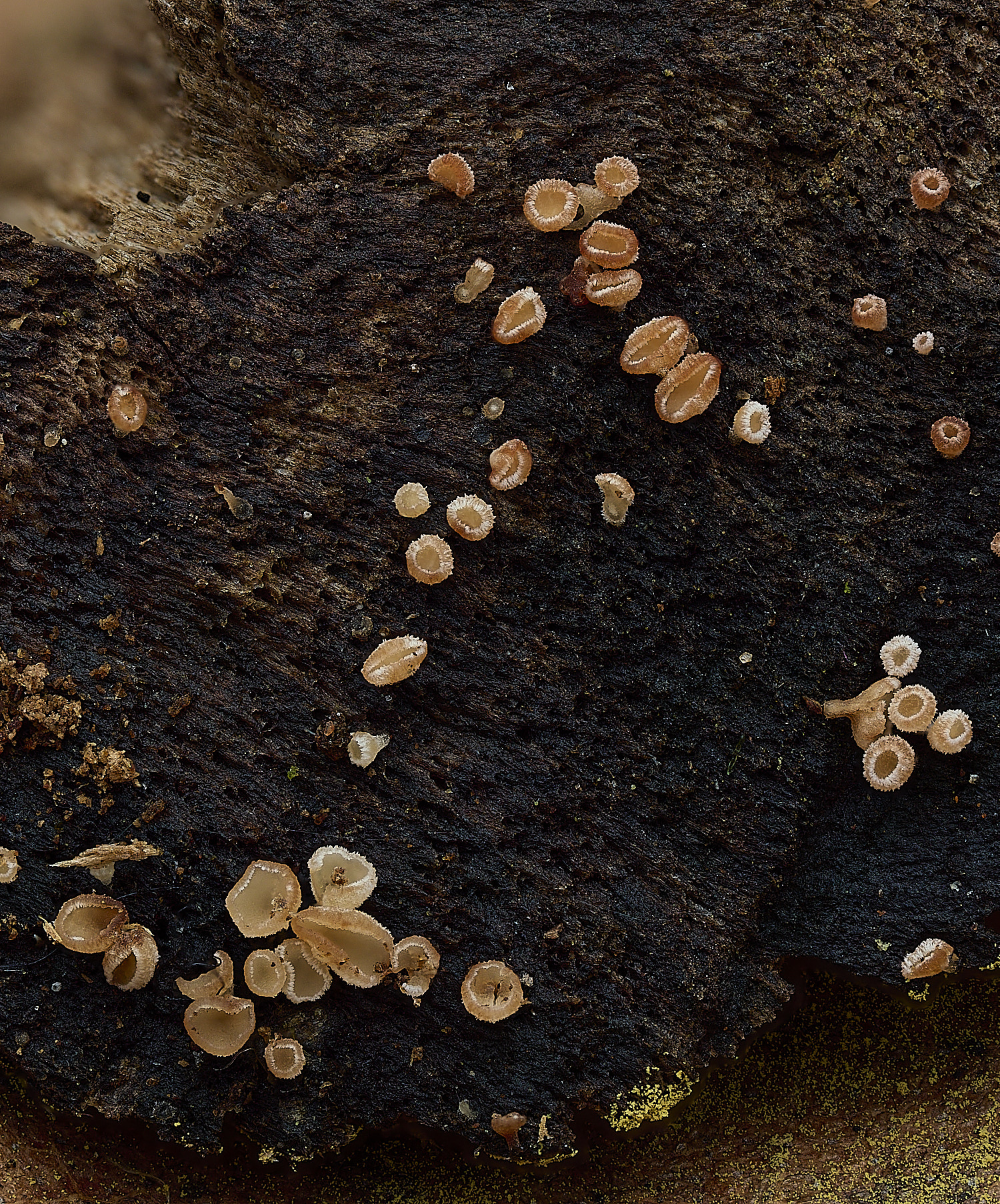 StrumpshawLachnumpudibundum150326-4