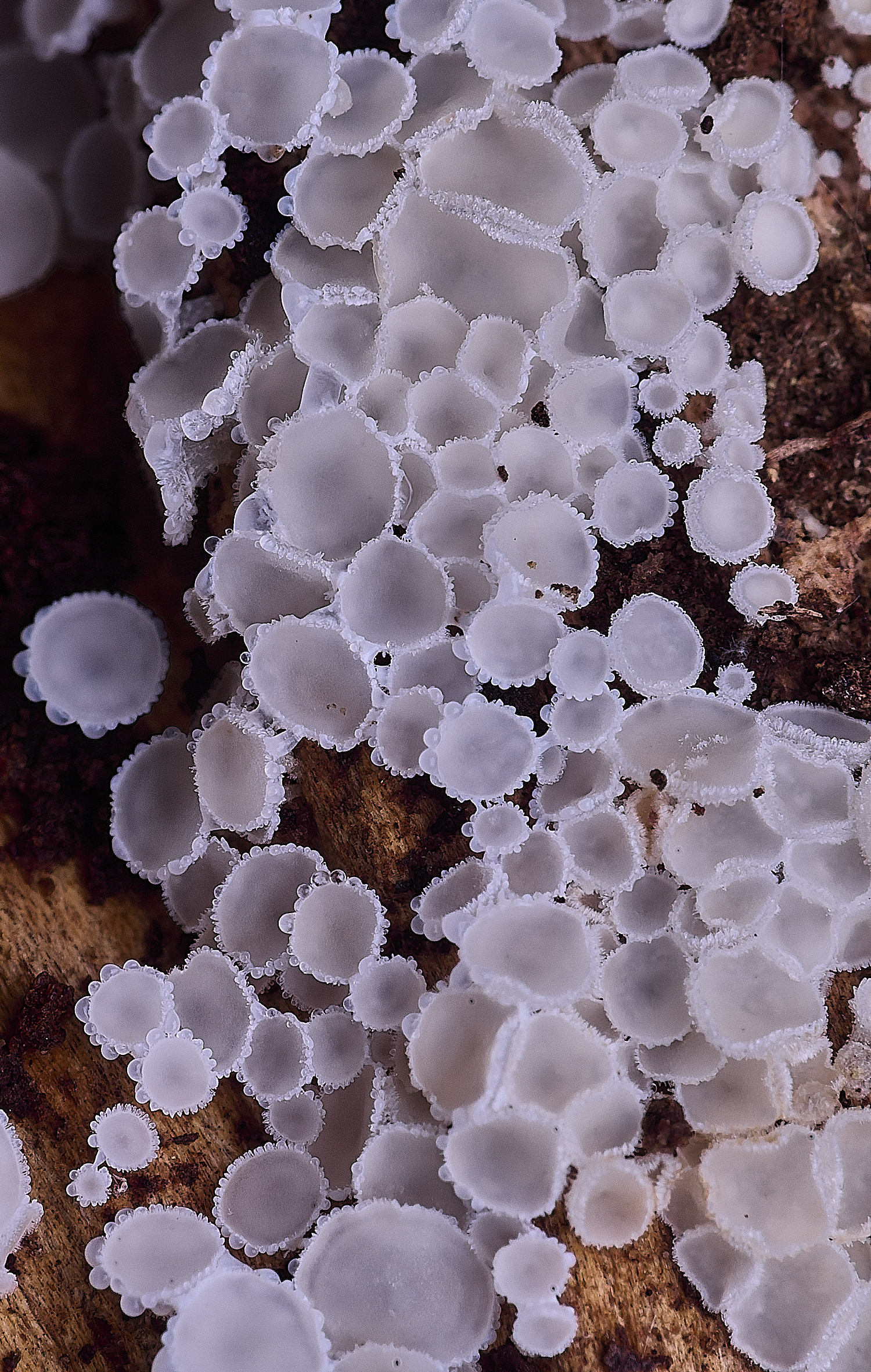 StrumpshawLachnumvirgineum150326-2