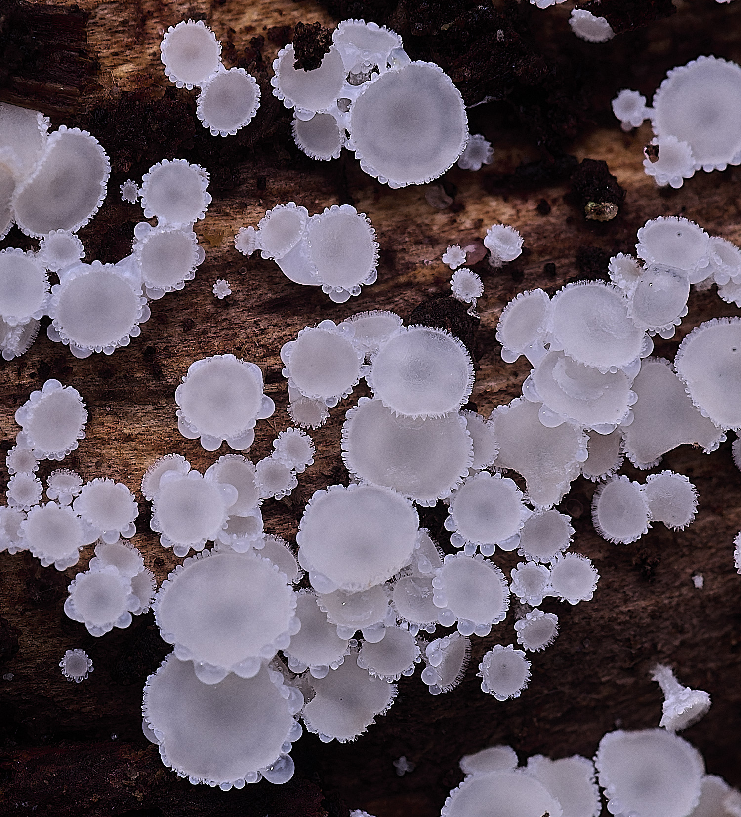 StrumpshawLachnumvirgineum150326-3