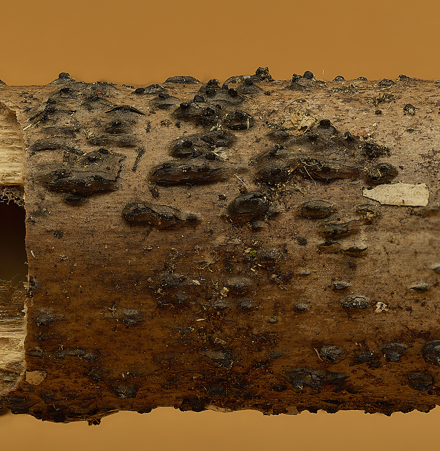 StrumpshawLophiostomaReed150326-3