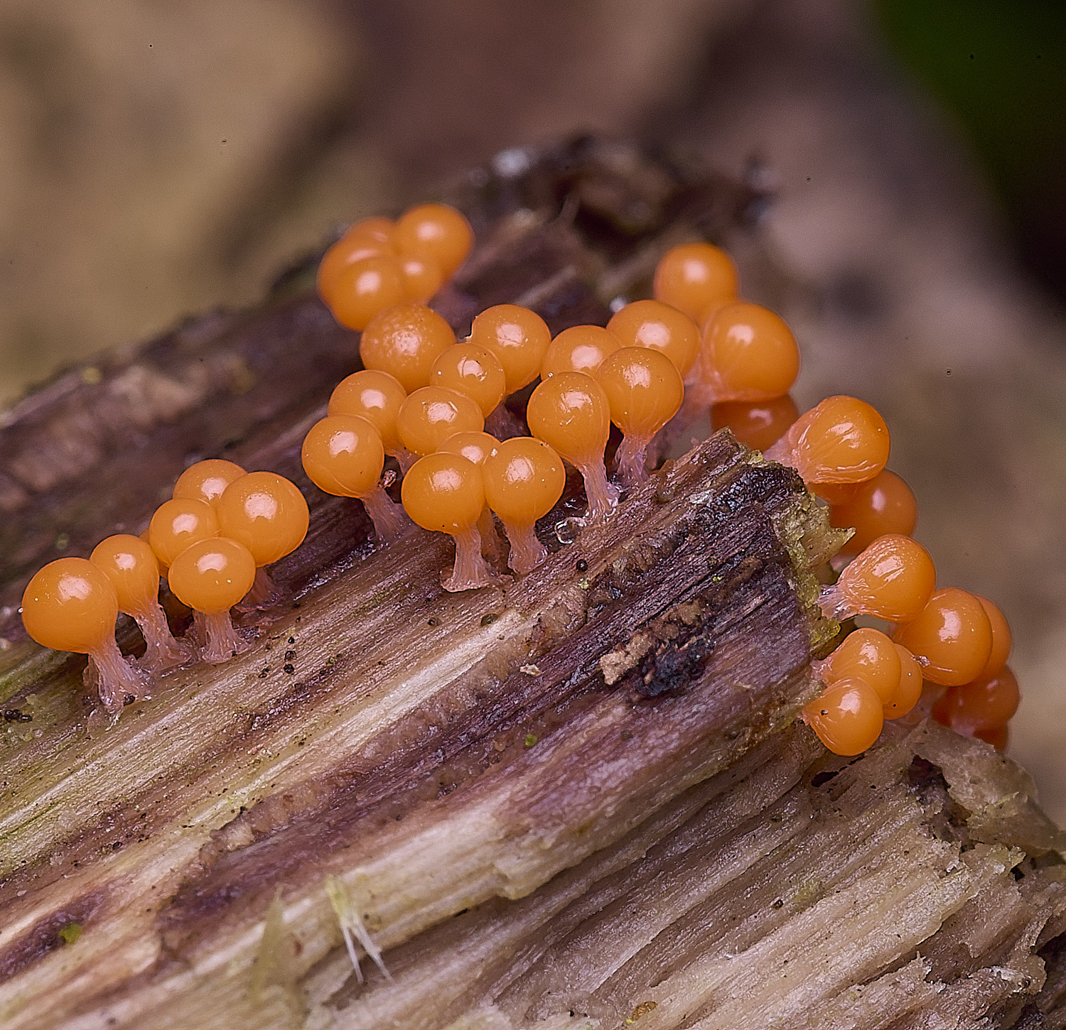 StrumpshawOrangeSlimeMold150326-1