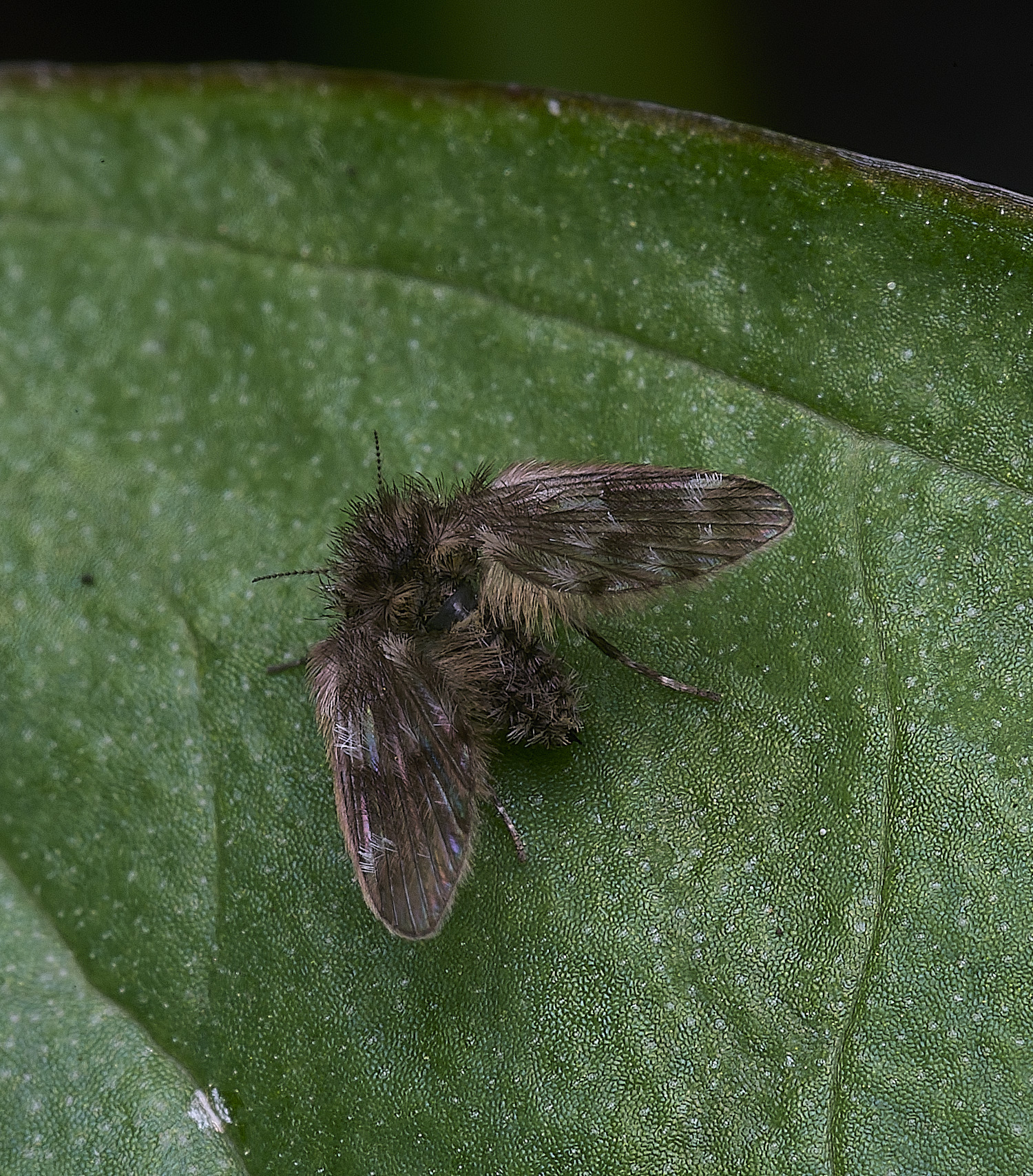 StrumpshawOwlFly150326-2