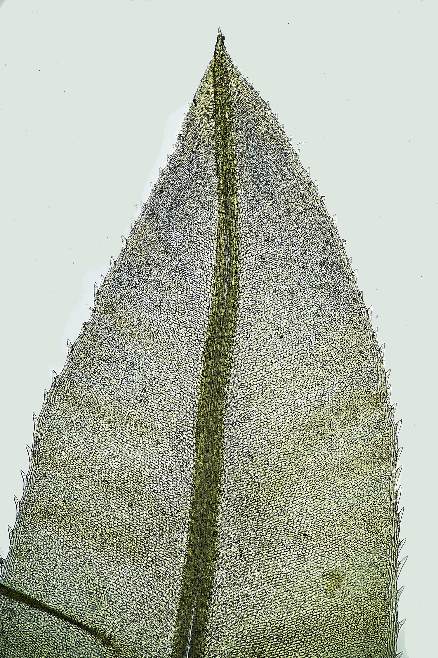 StrumpshawPlagiomniumelatum150326-1 1