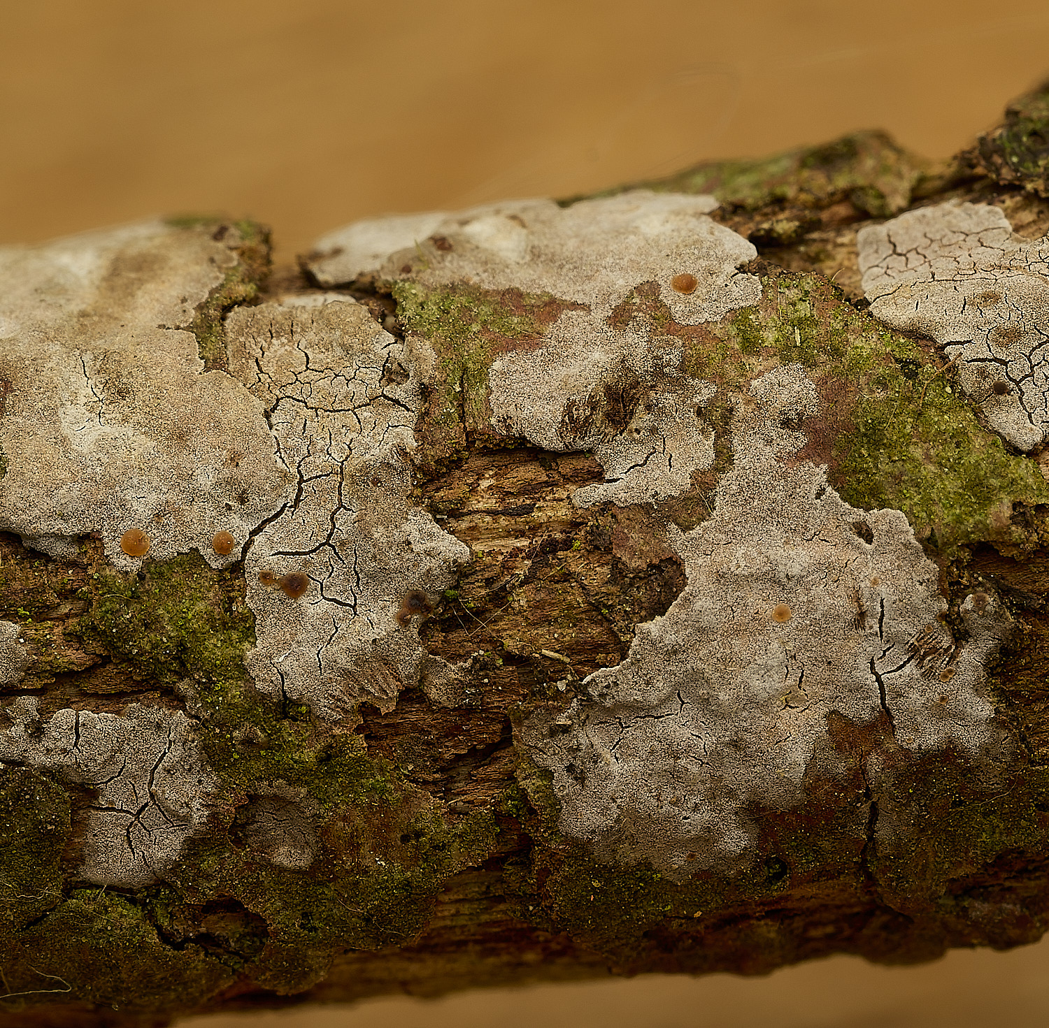 StrumpshawTremellaversicolor150326-1