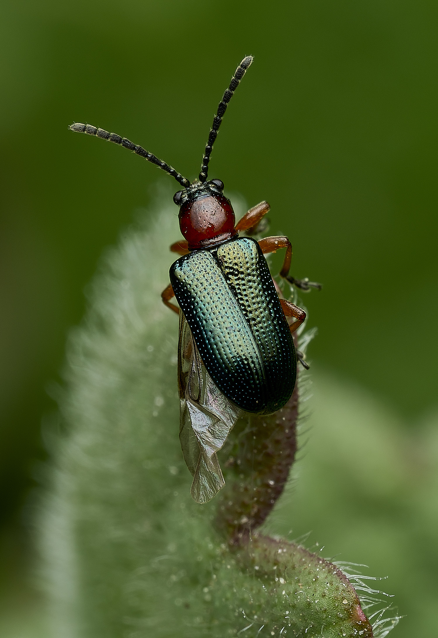 SusteadBeetle220426-1