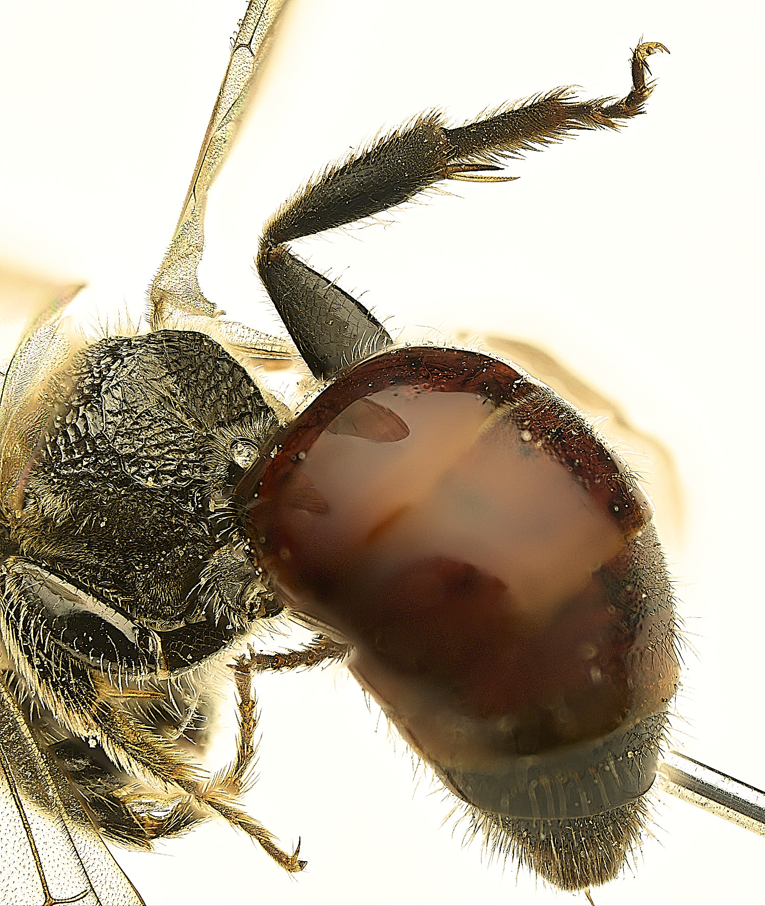 SusteadBloodBee300426-9