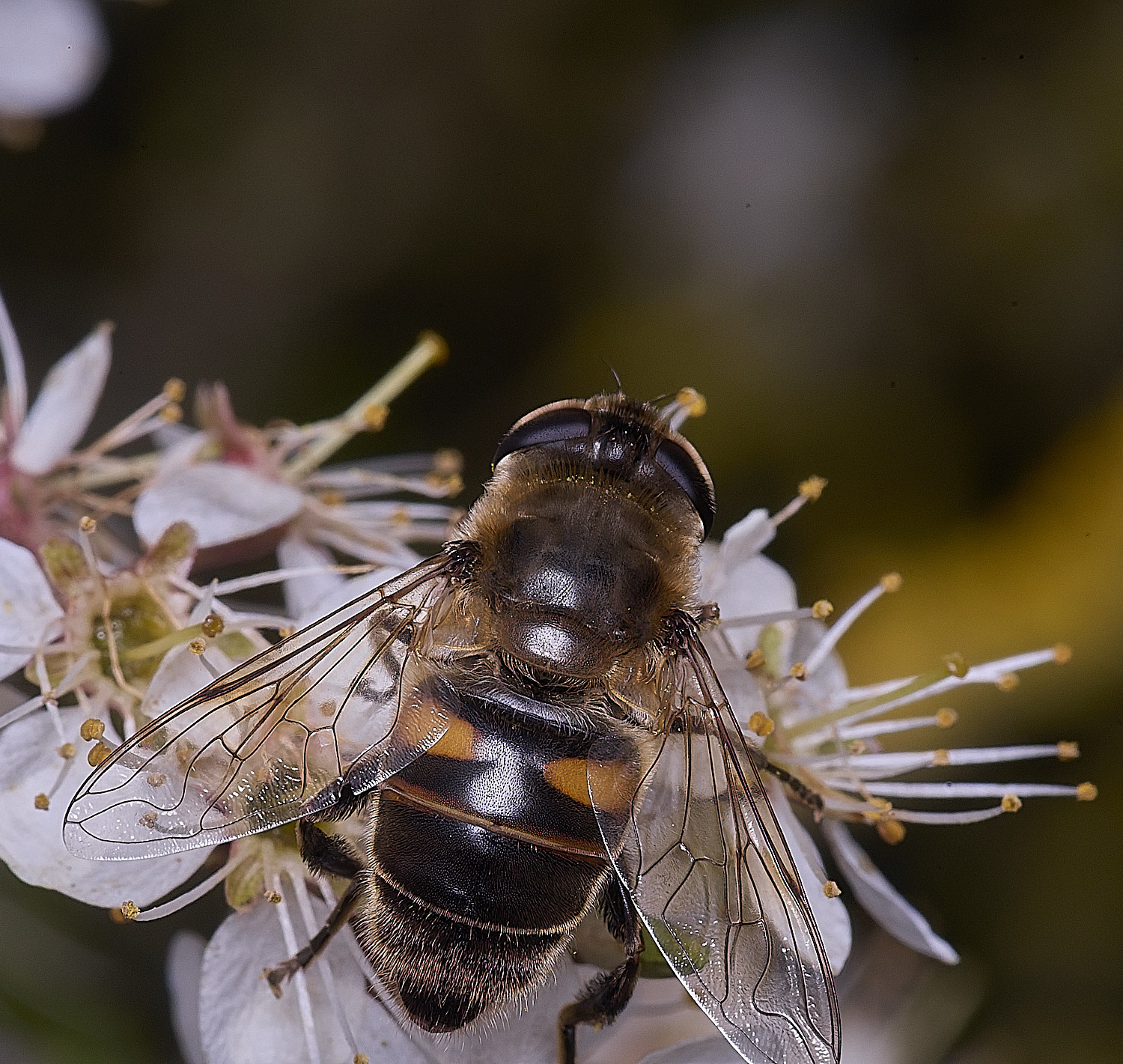 SusteadHoverfly2310326-1