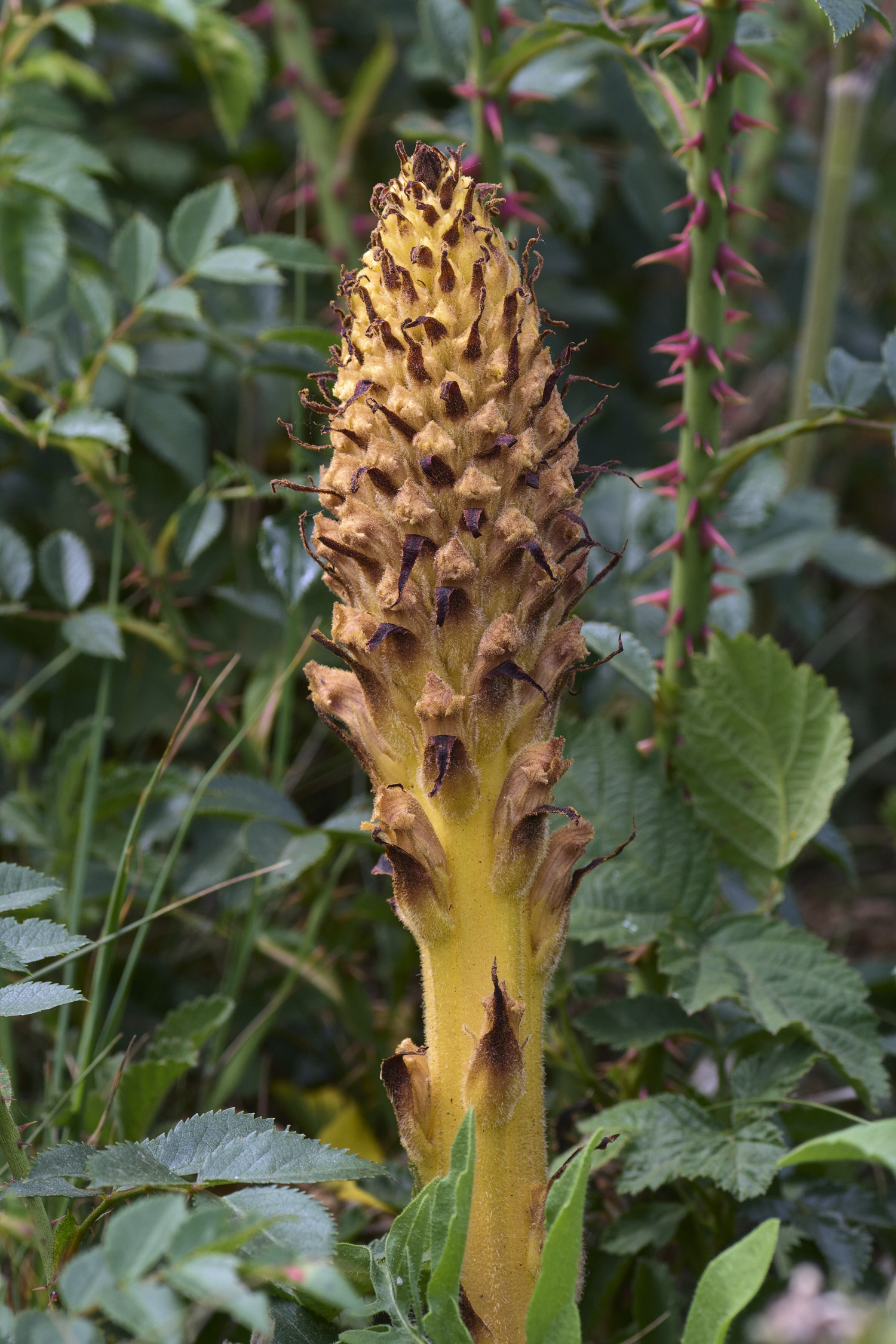 SusteadKnapweedBroomrape010626-1