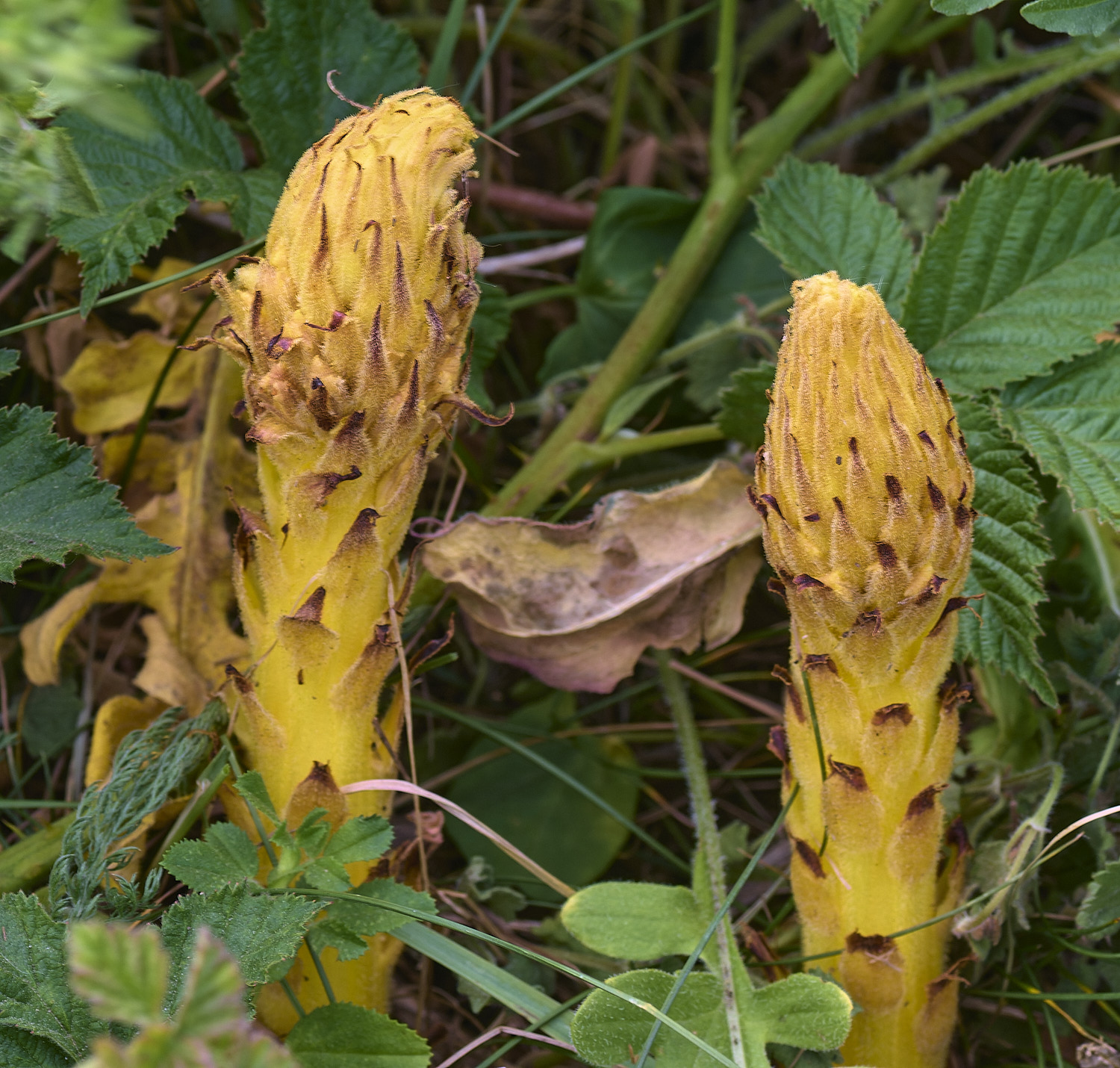 SusteadKnapweedBroomrape010626-2