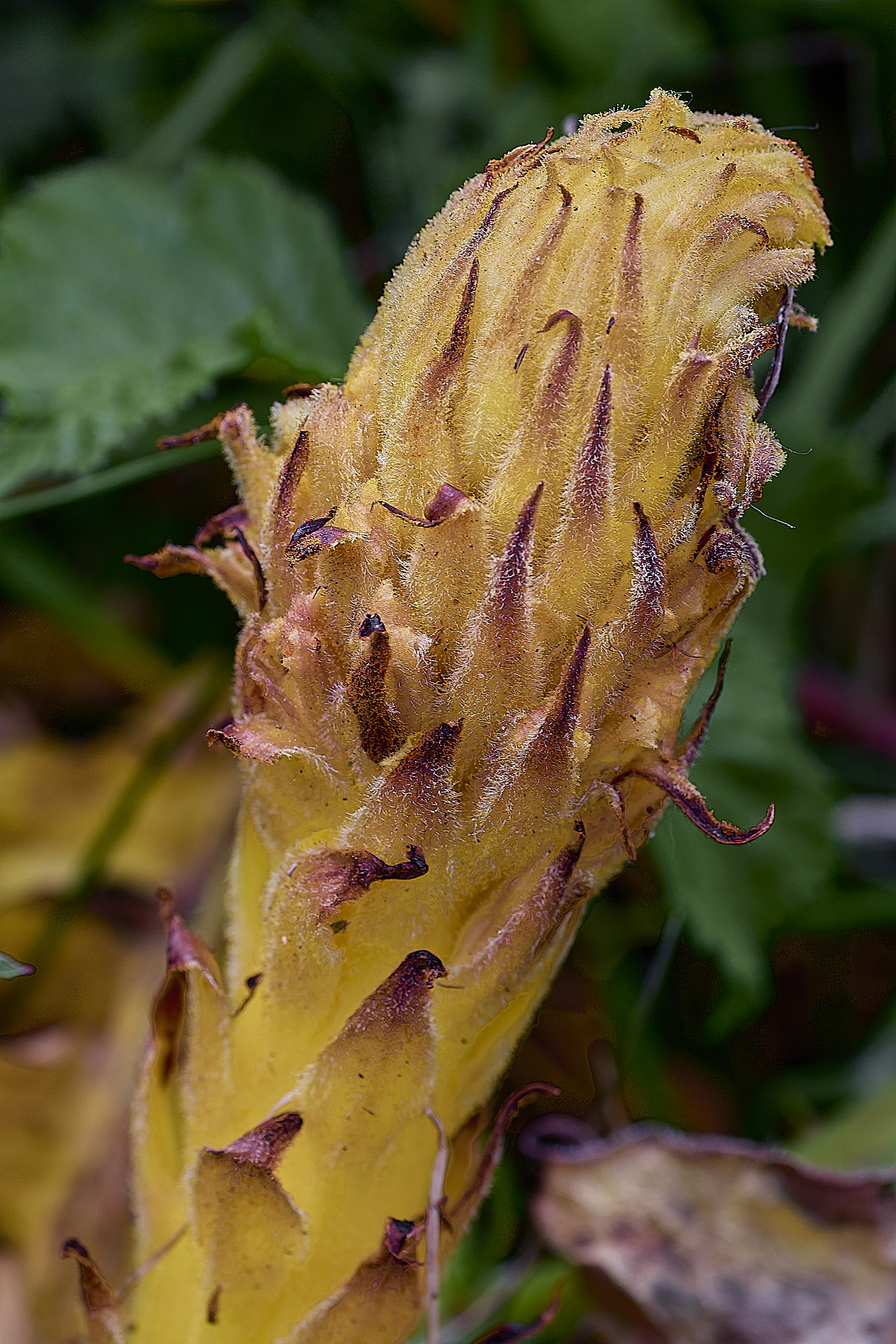 SusteadKnapweedBroomrape010626-4