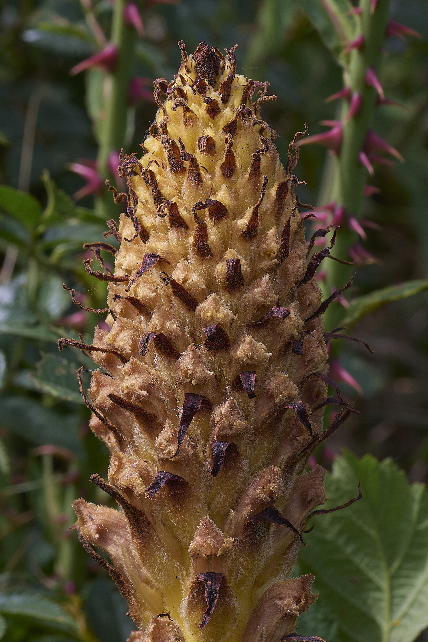 SusteadKnapweedBroomrape010626-6