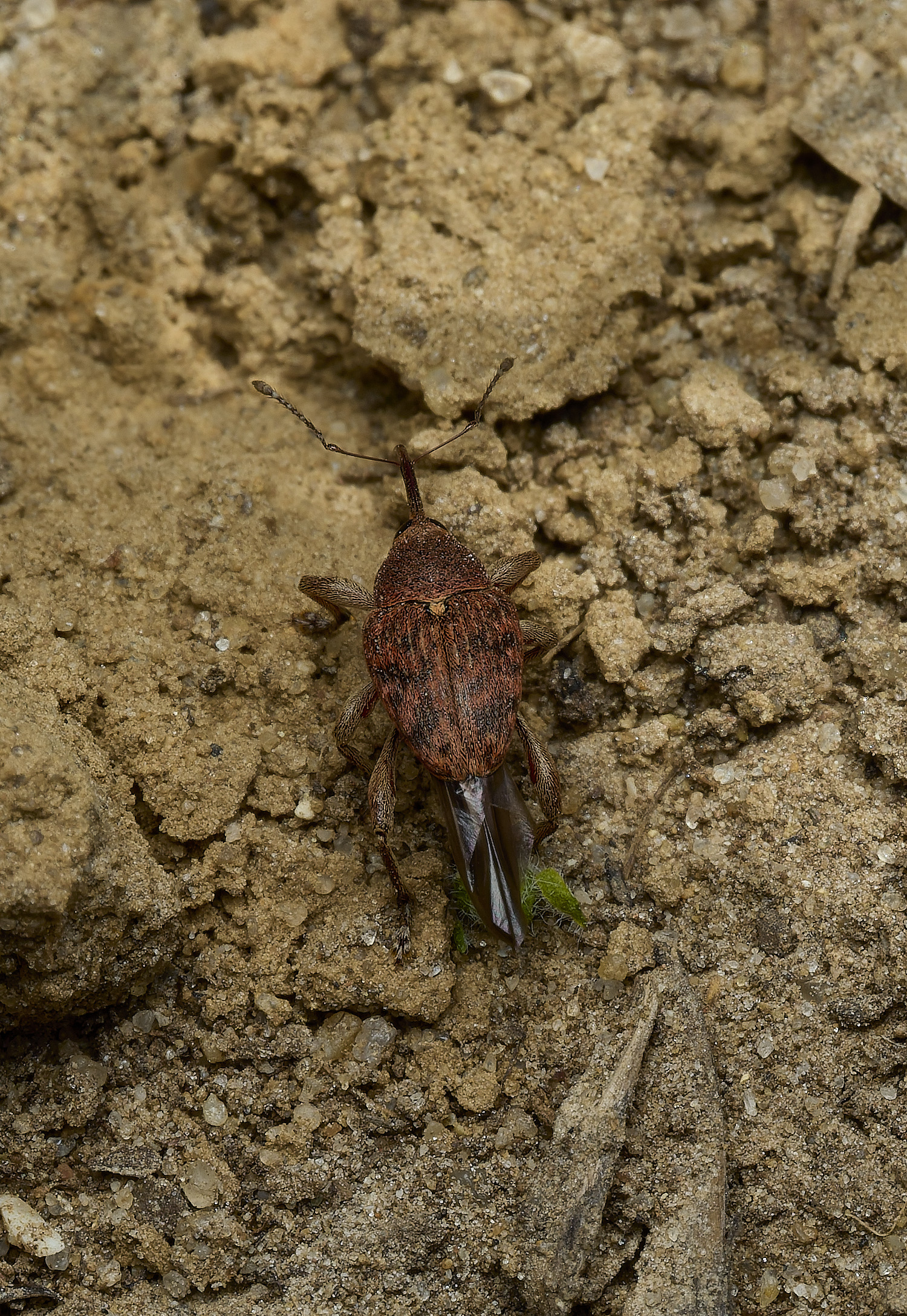 SusteadWeevilSp220426-1
