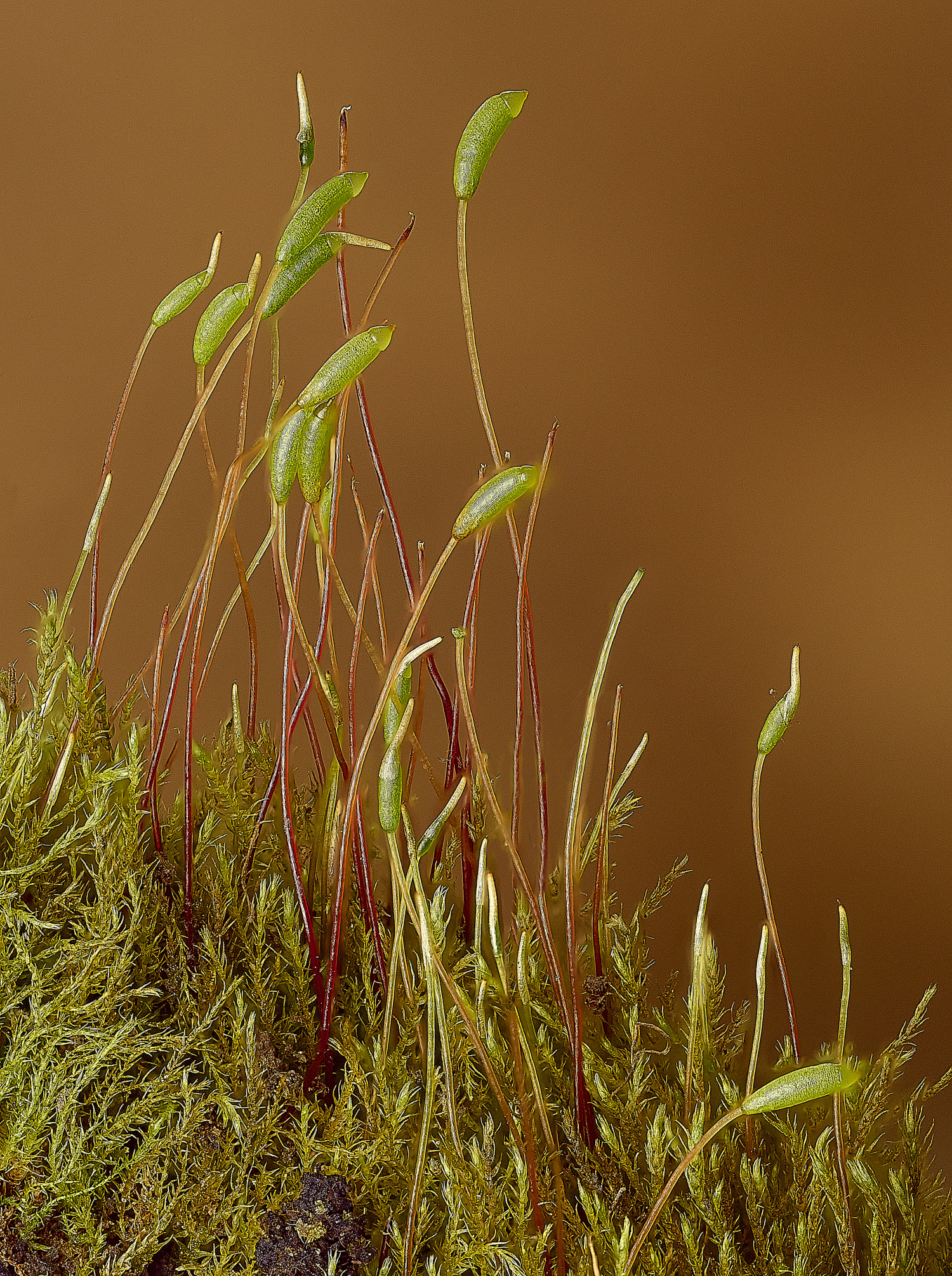 TheNarboroughsAmblestegiumserpens290326-1