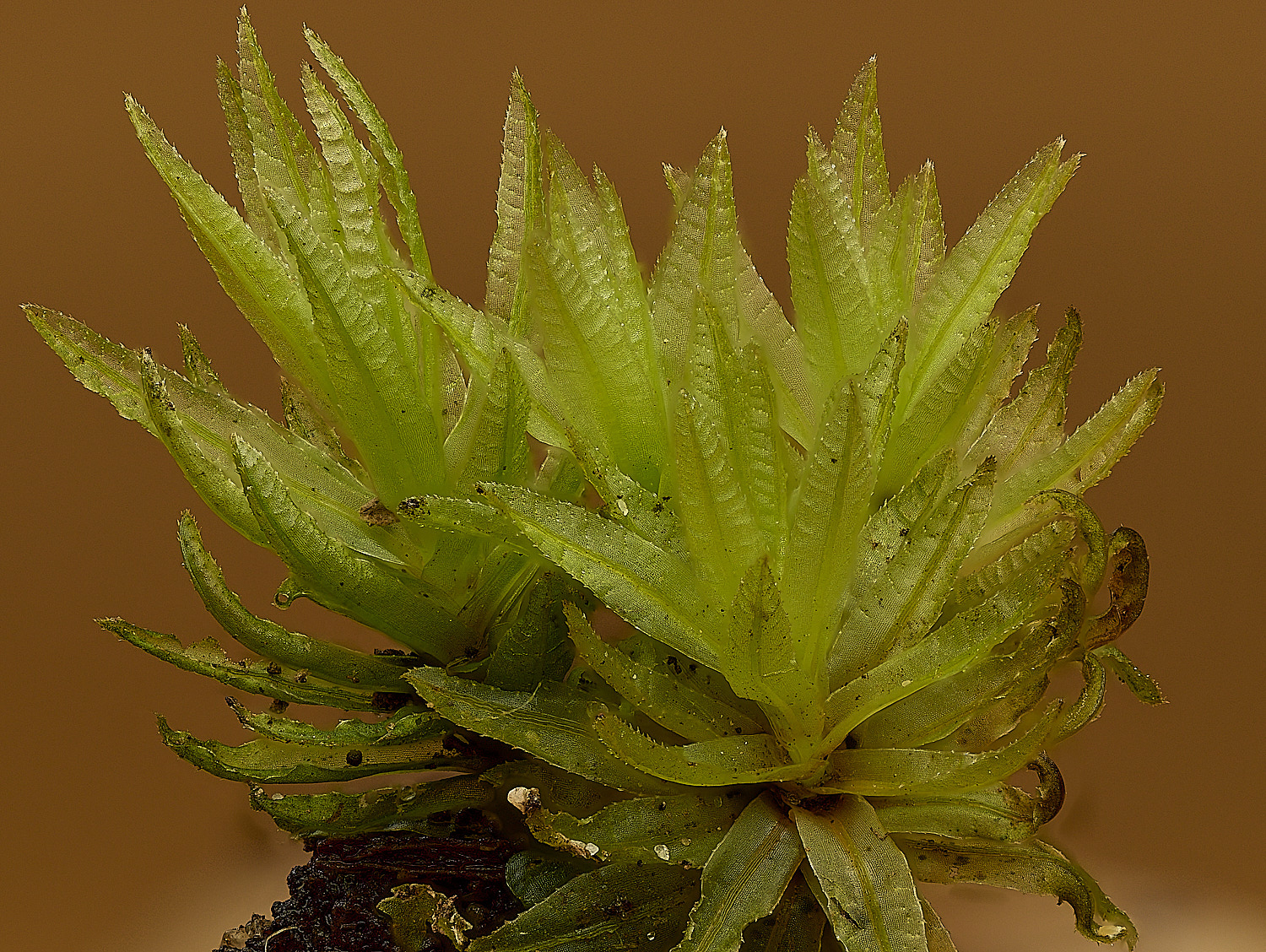 TheNarboroughsAtrichumundulatum290326-2