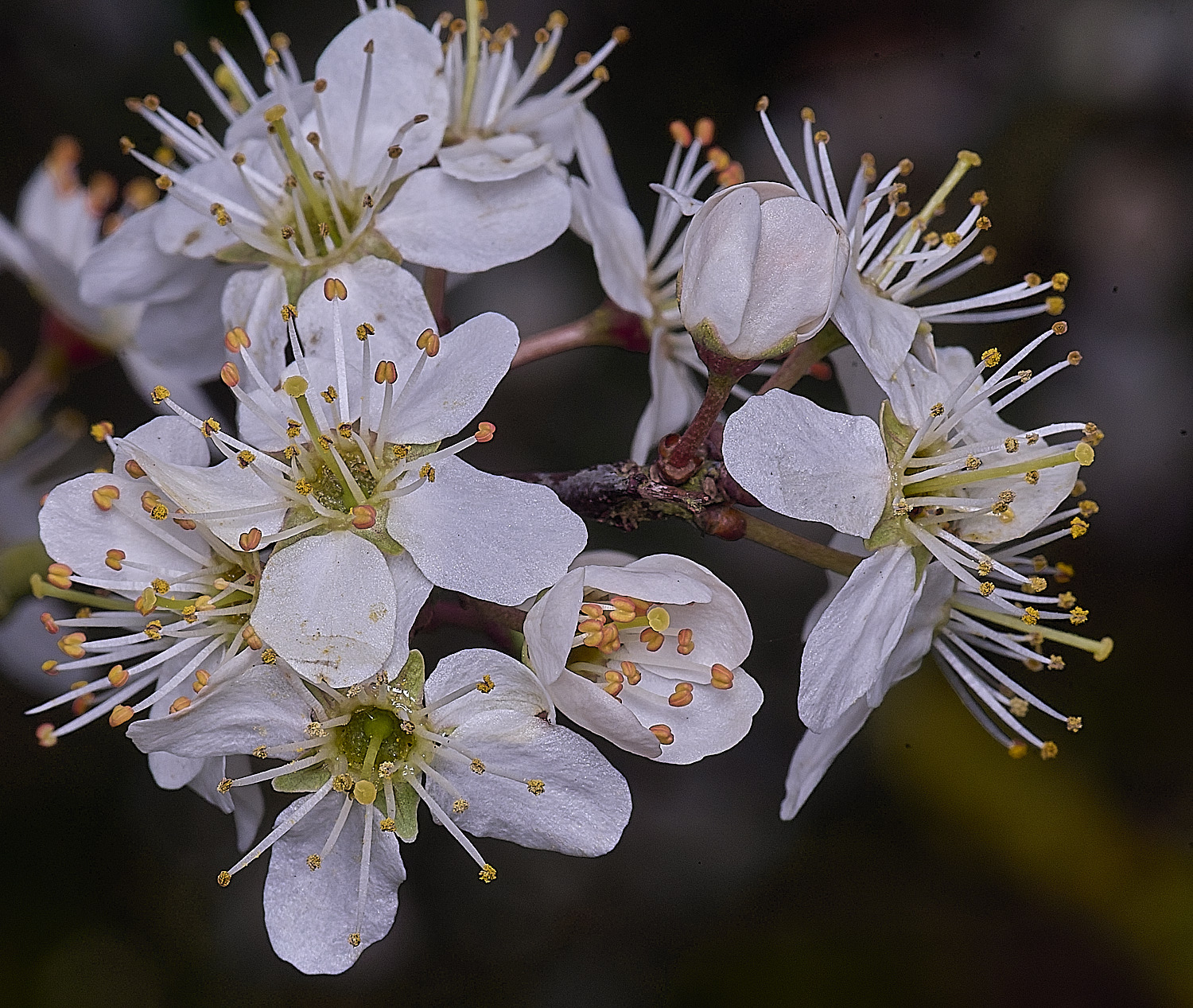 TheNarboroughsBlackthorn290326-3