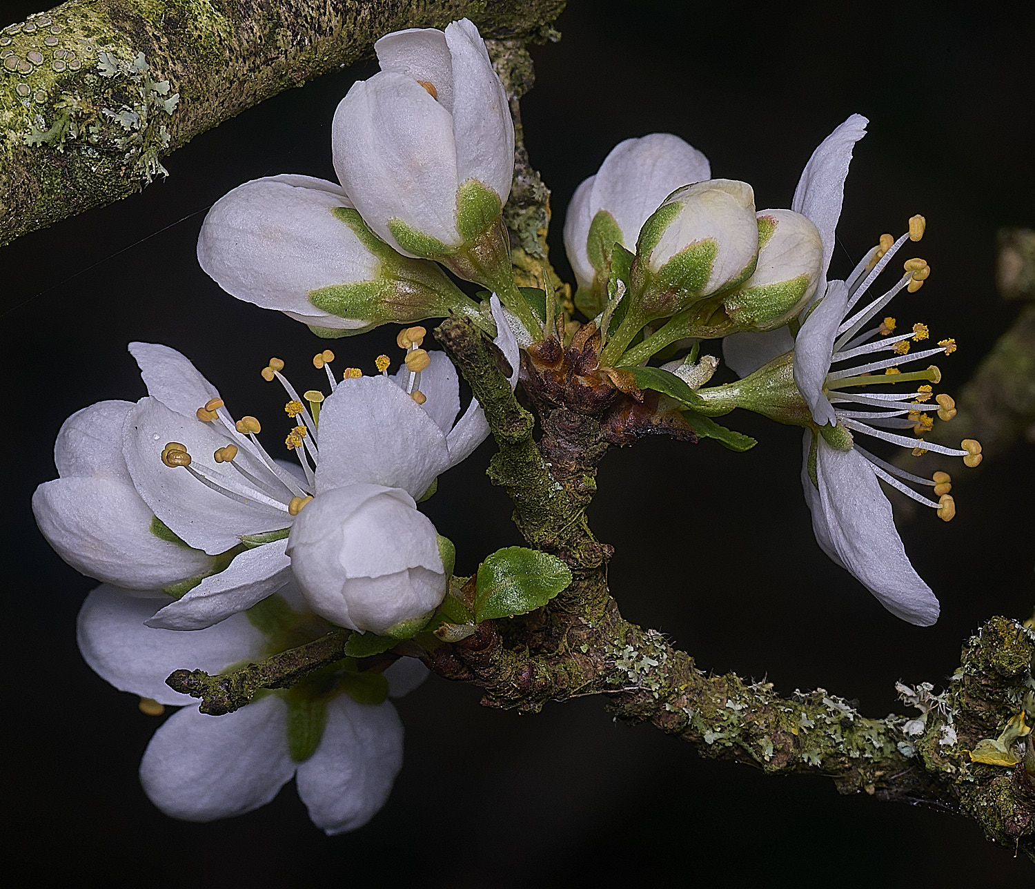 TheNarboroughsBlackthorn290326-5