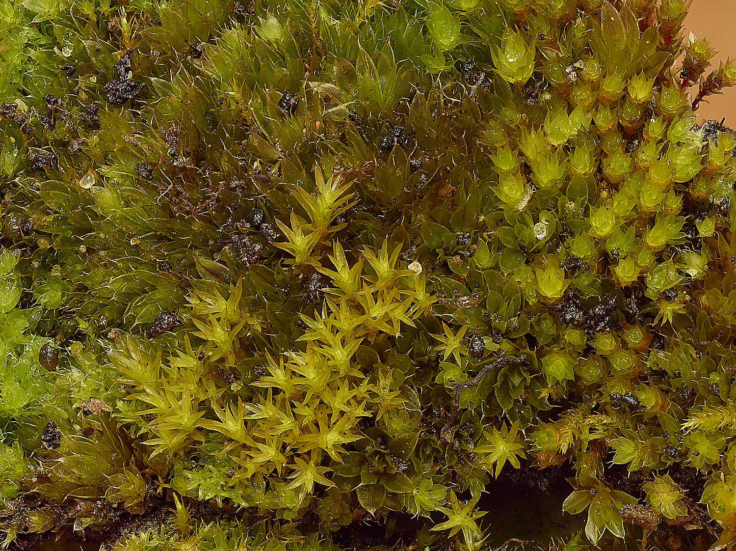 TheNarboroughsBryumrubens260326-1 1