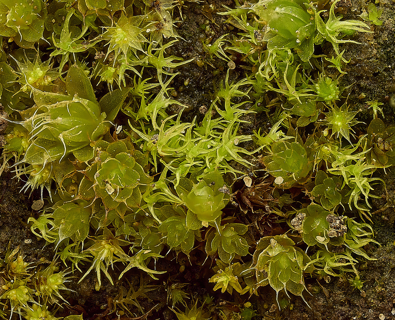 TheNarboroughsDicranellaschreberiana290326-1