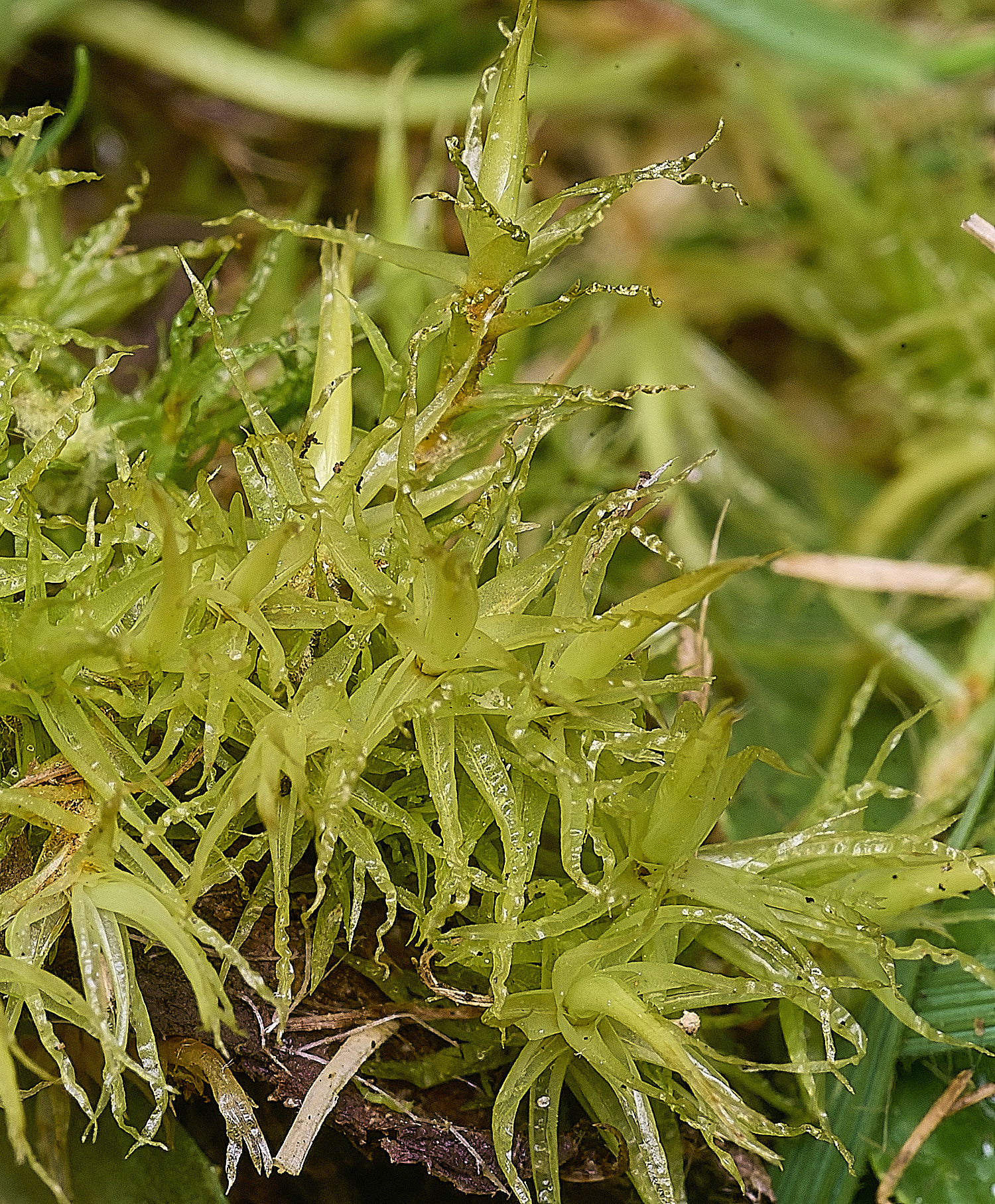 TheNarboroughsDicranum290326-11