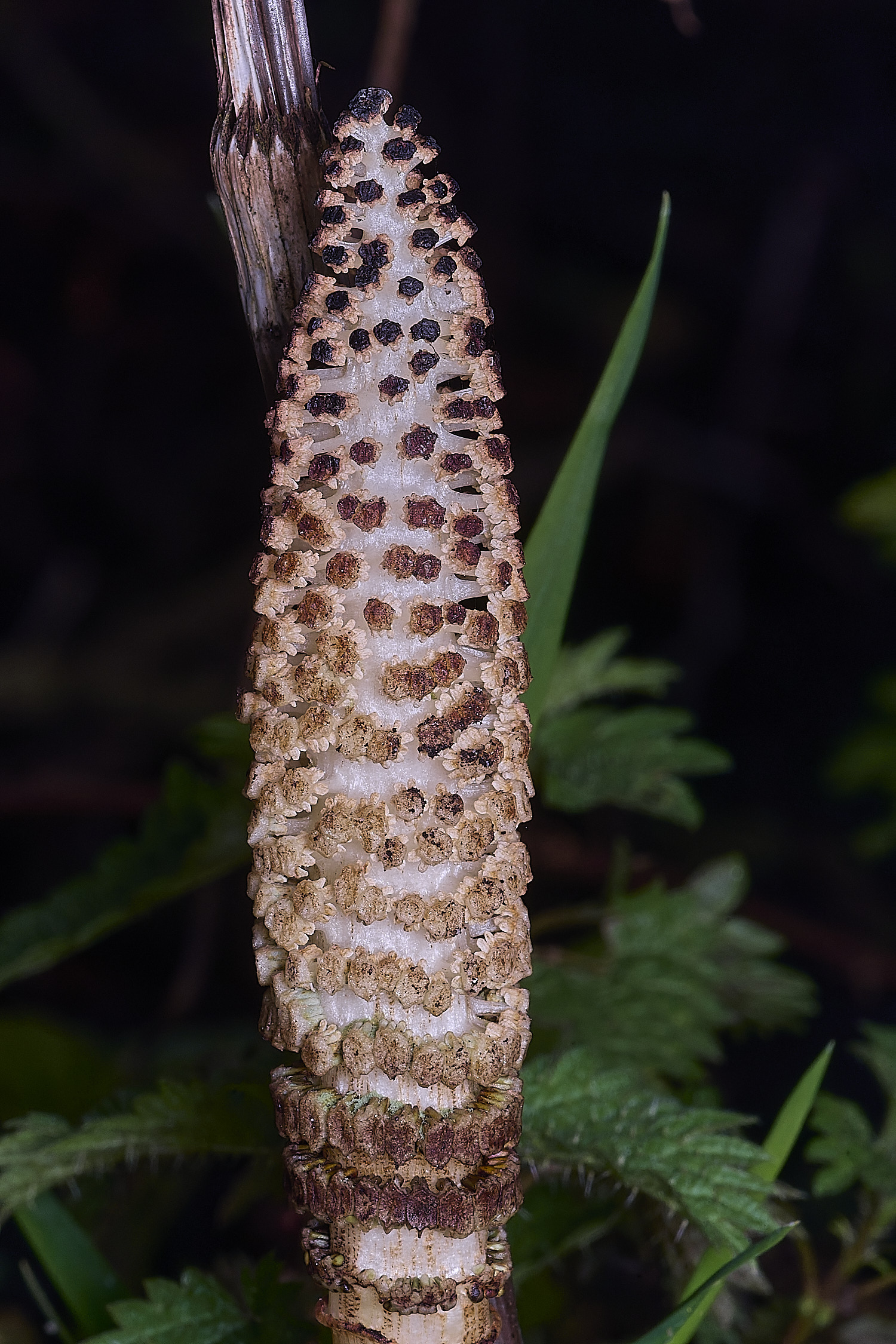 TheNarboroughsGreatHorsetail290326-1