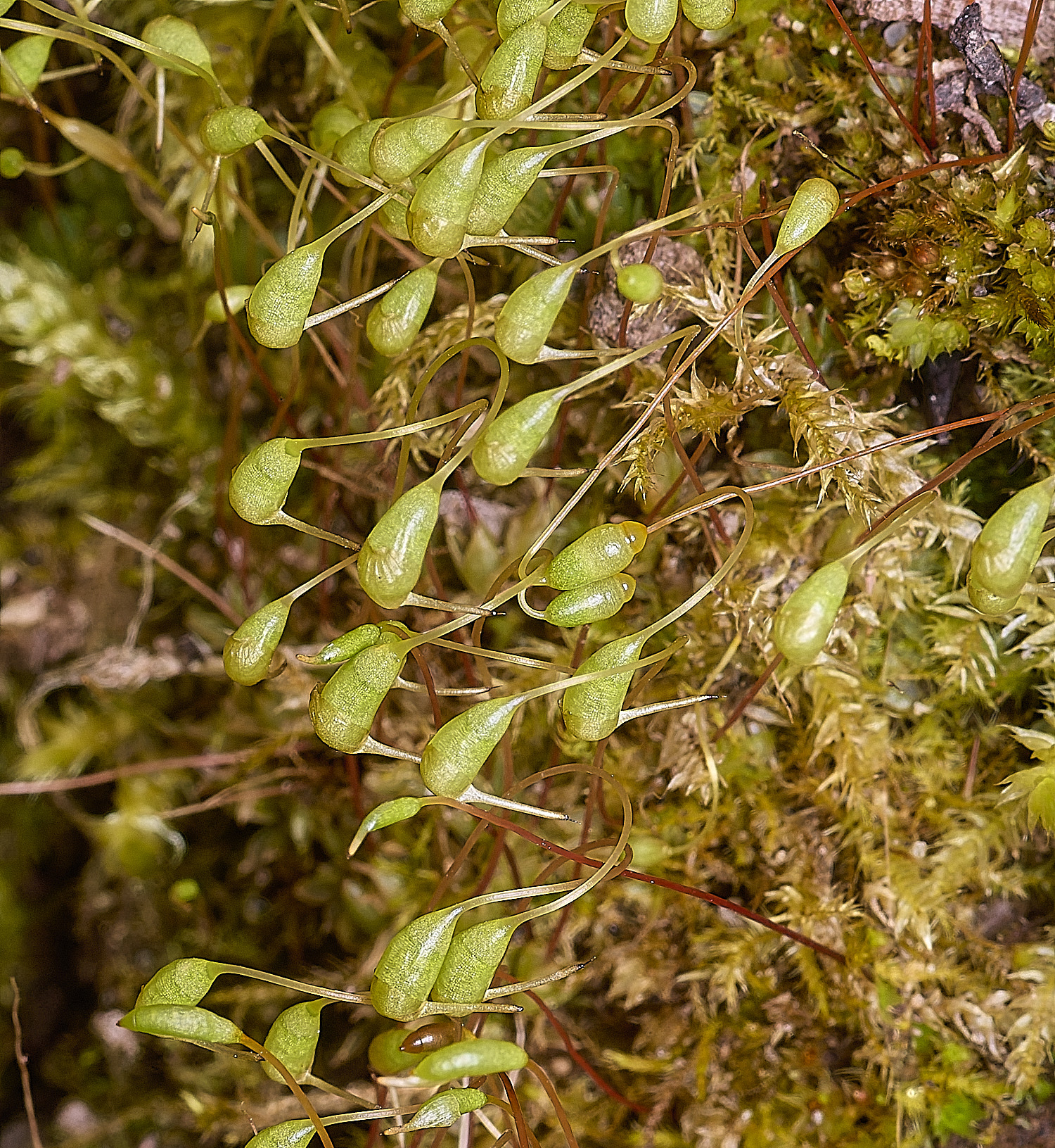 TheNarboroughshygrometrica290326-1