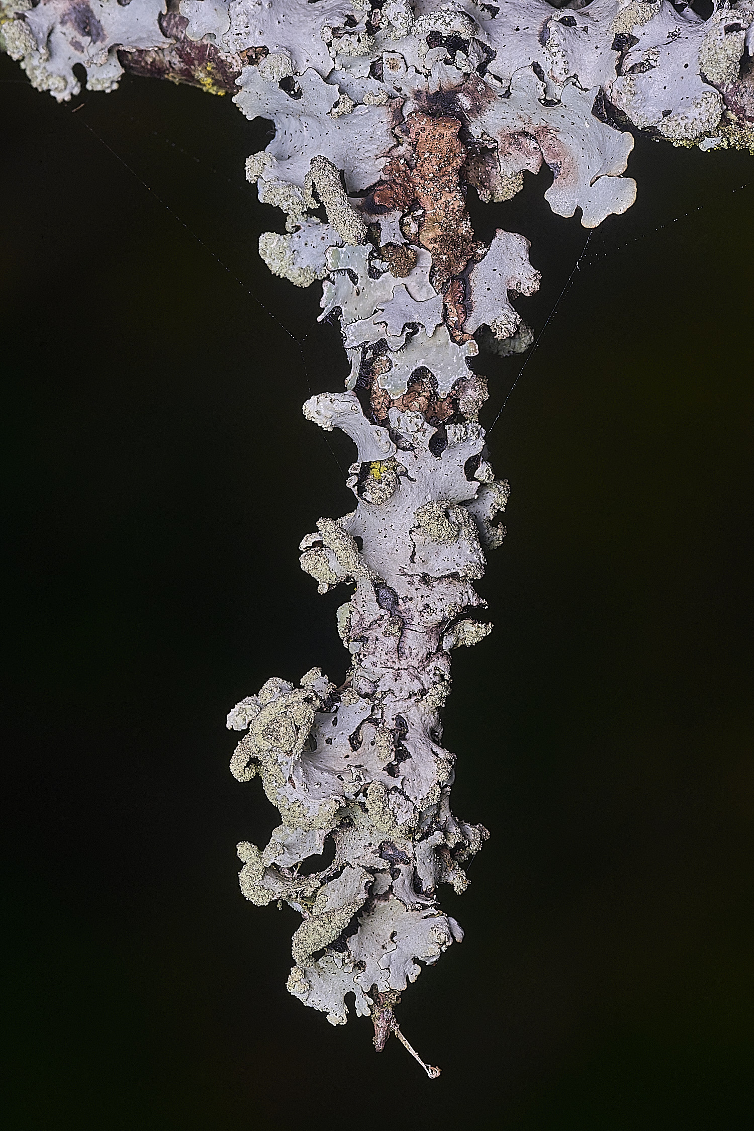 TheNarboroughsLichen1290326-2