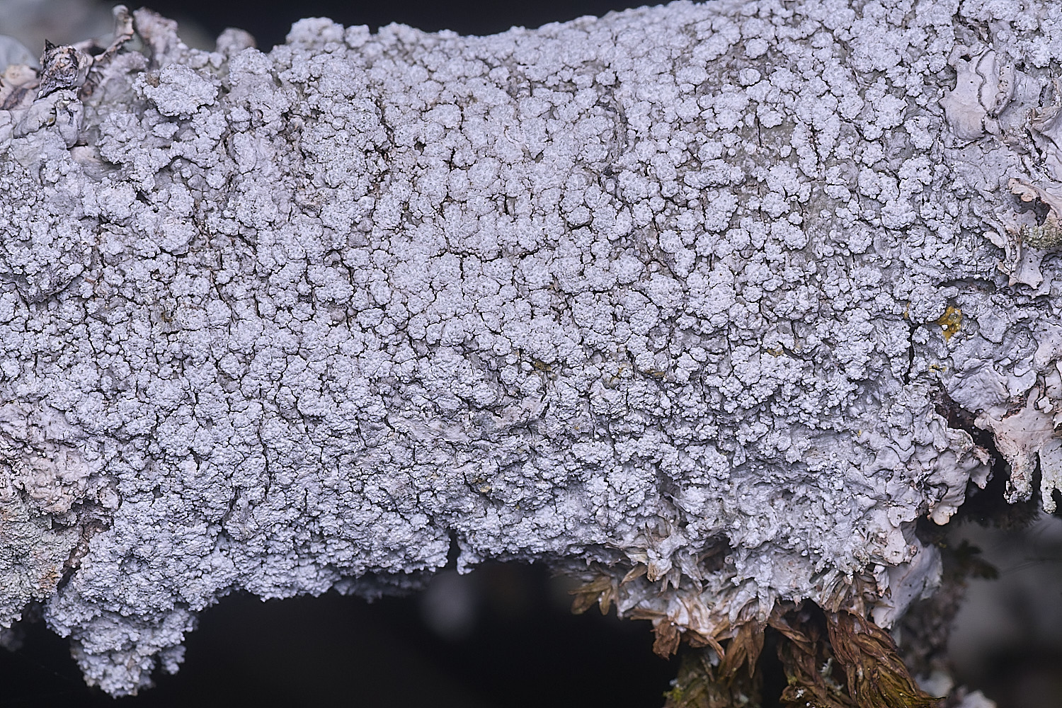 TheNarboroughsLichen2290326-1