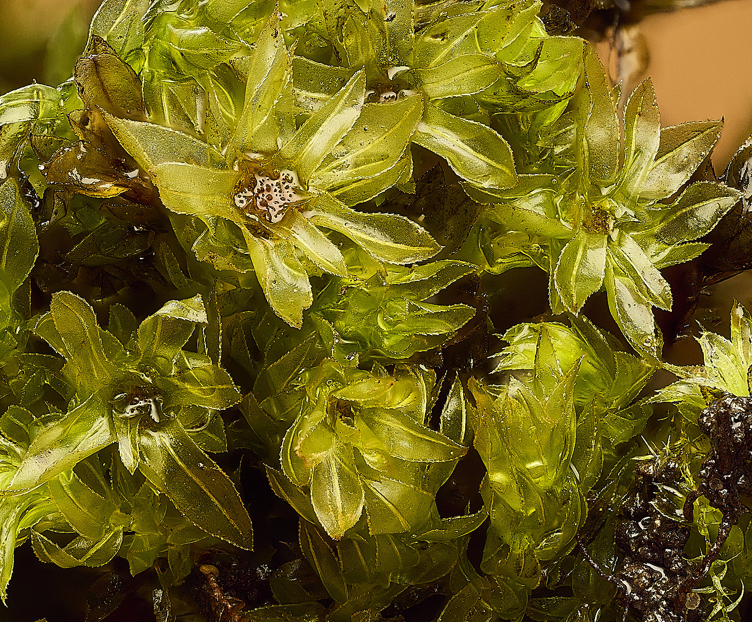 TheNarboroughsMniumhornum290326-2