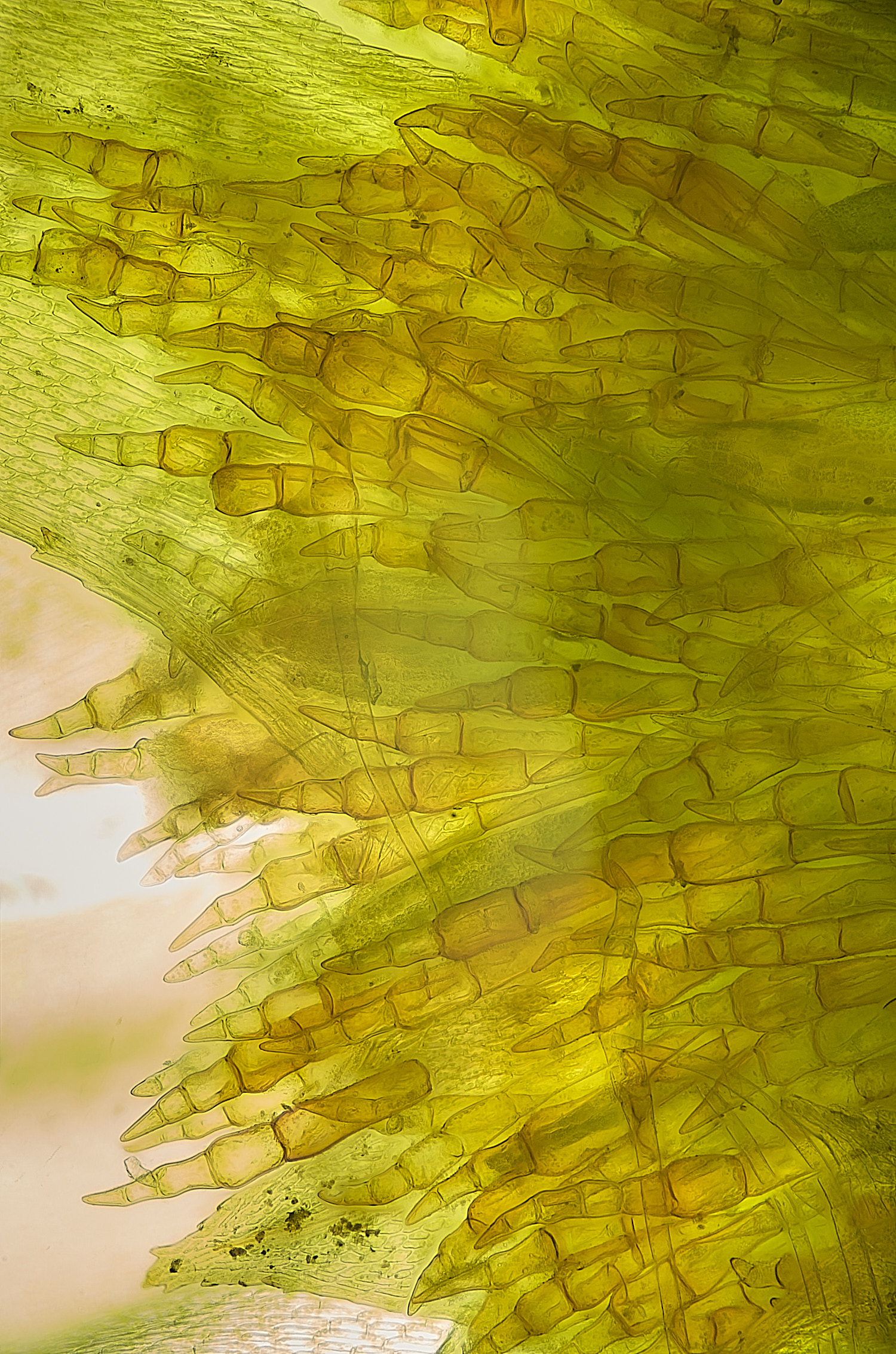 TheNarboroughsMniumhornum290326-4