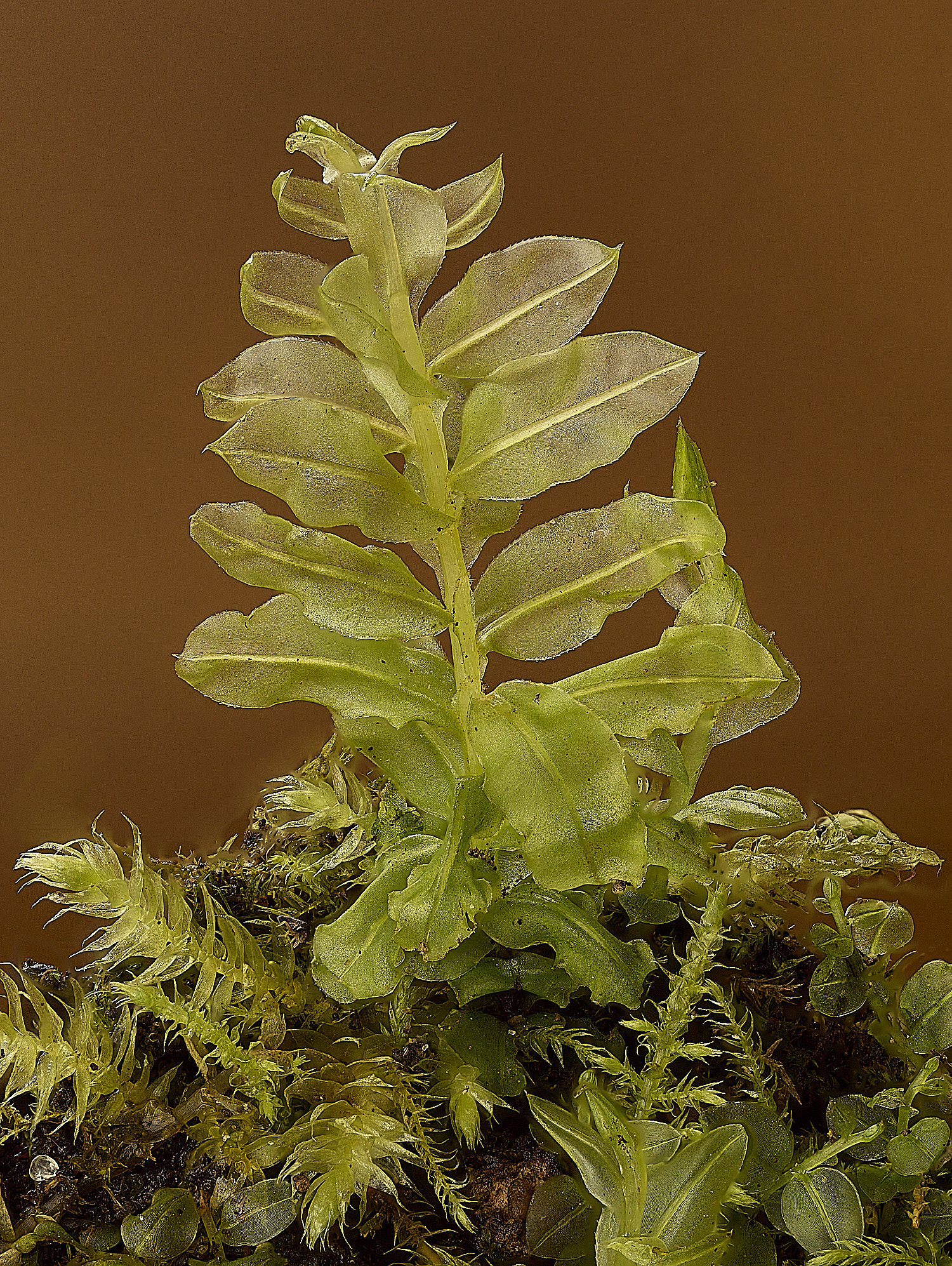 TheNarboroughsPlagiomniumelatum290326-1 1