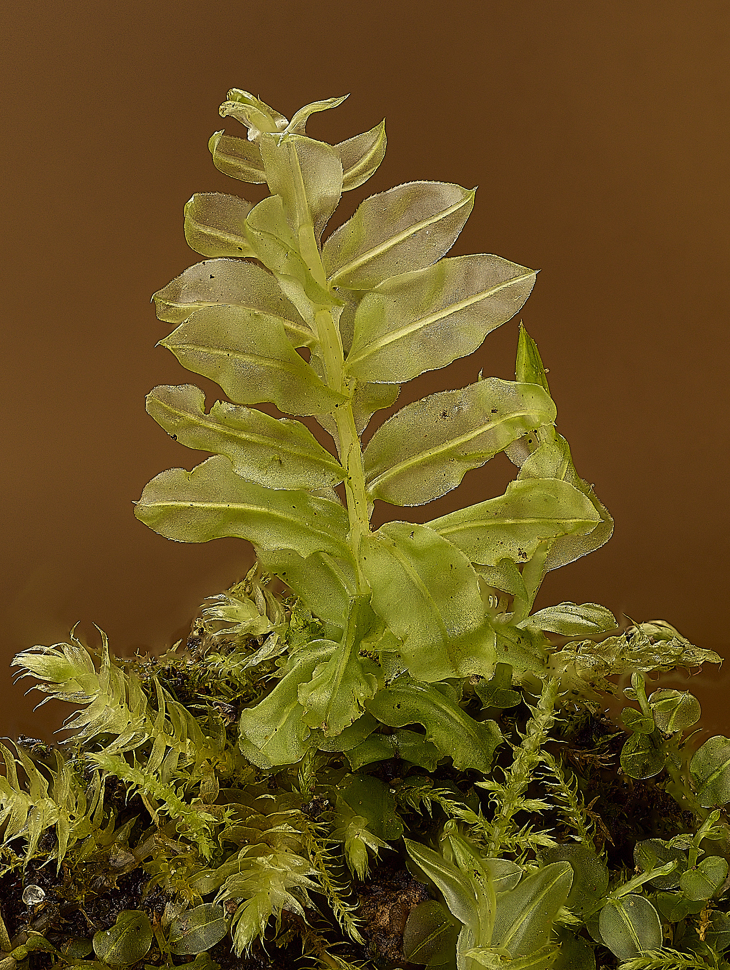 TheNarboroughsPlagiomniumelatum290326-1