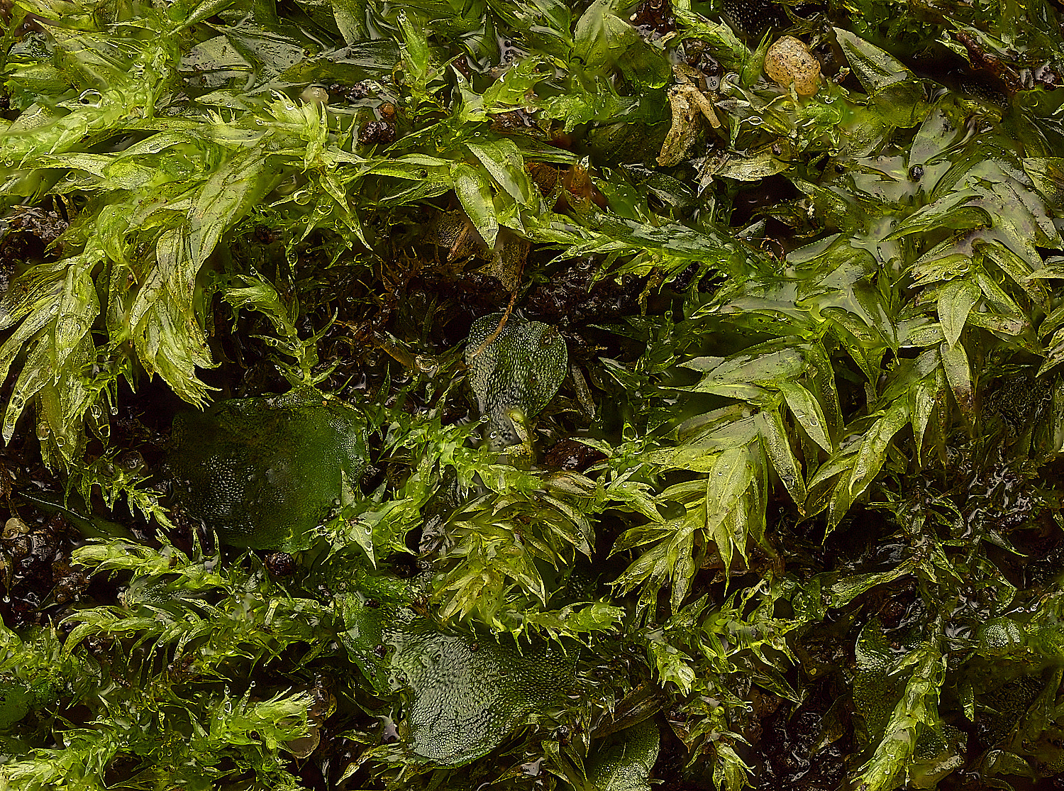 TheNarboroughsPlagiomniumSp290326-1