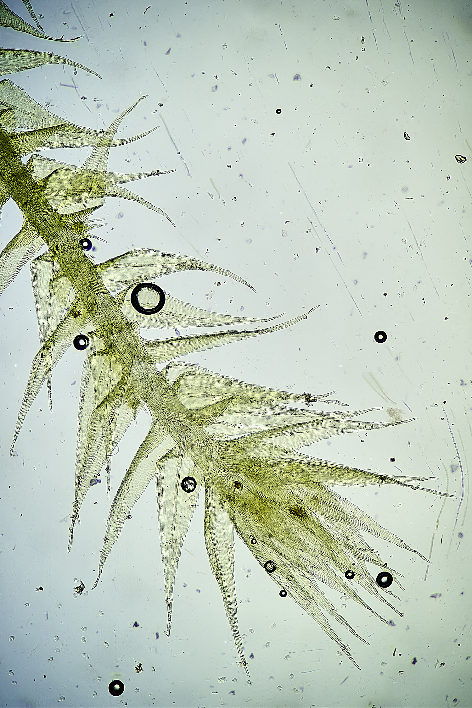 TheNarboroughsRpumila260326-1