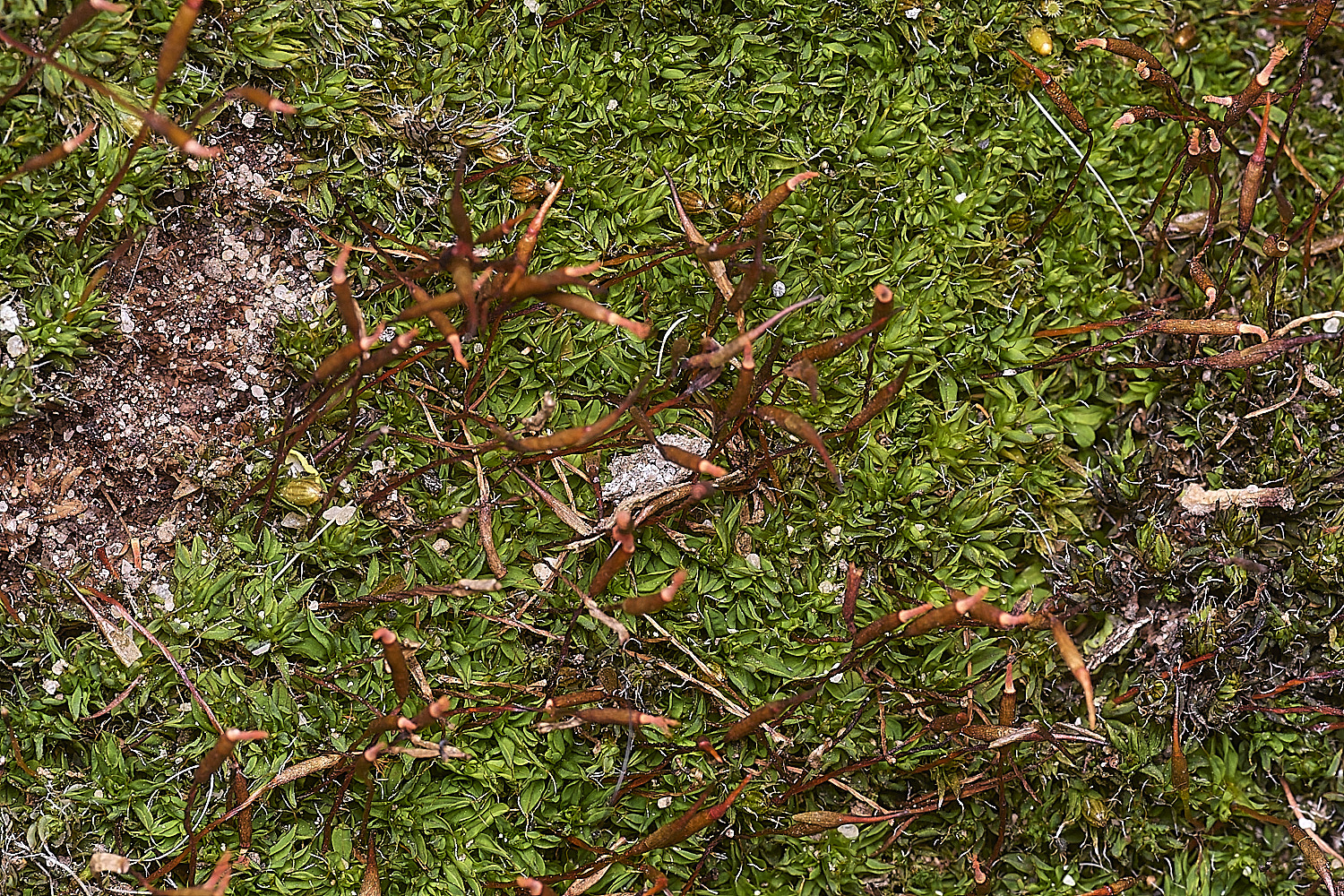 TheNarboroughsSyntrichiamontana290326-1