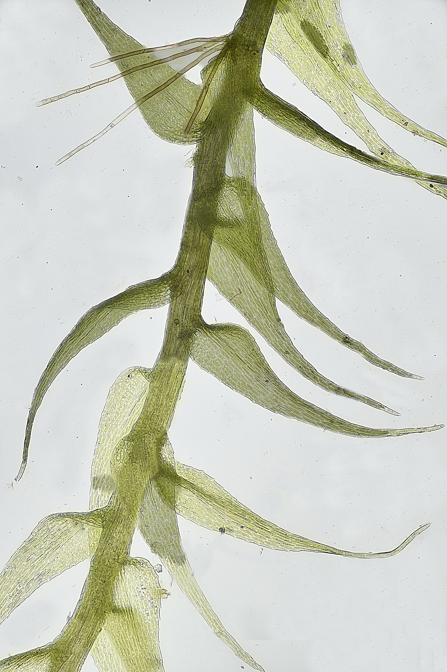 TheNarboroughsThreads290326-5