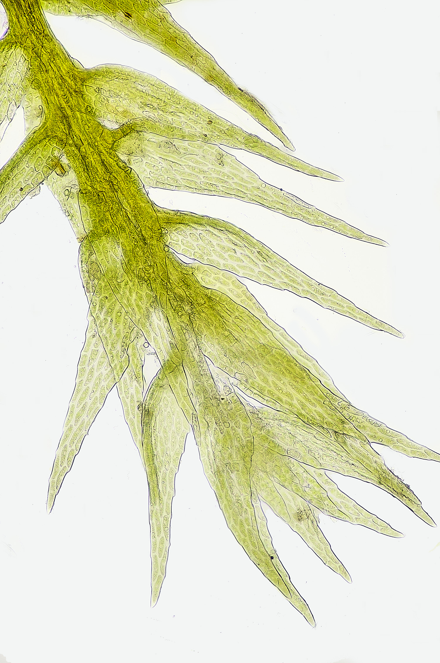 TheNarboroughsThreads290326-6