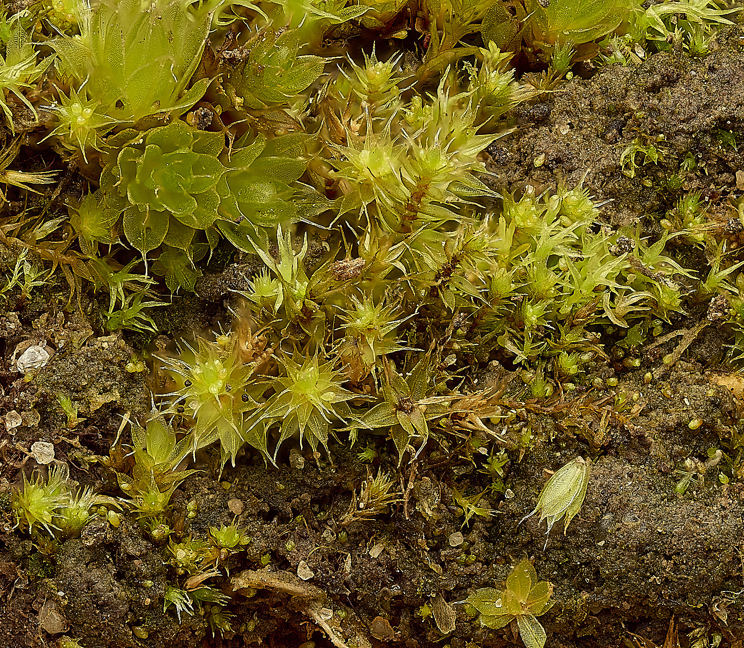 TheNarborughsBryumgemmiferum290326-1