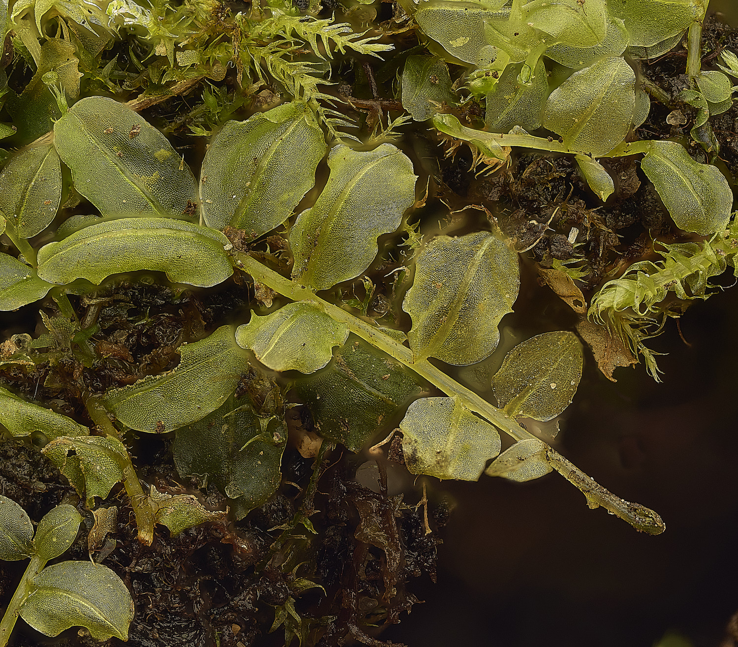 TheNarbroughsPlagiomnium290326-1