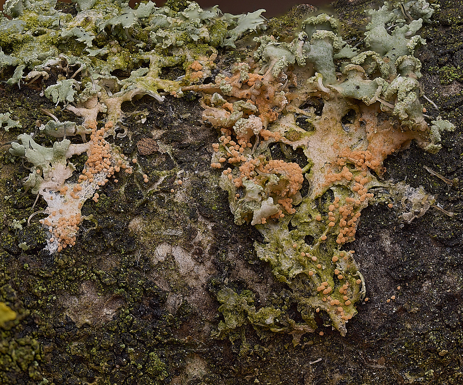 ThwaiteCommonLF1090326-1