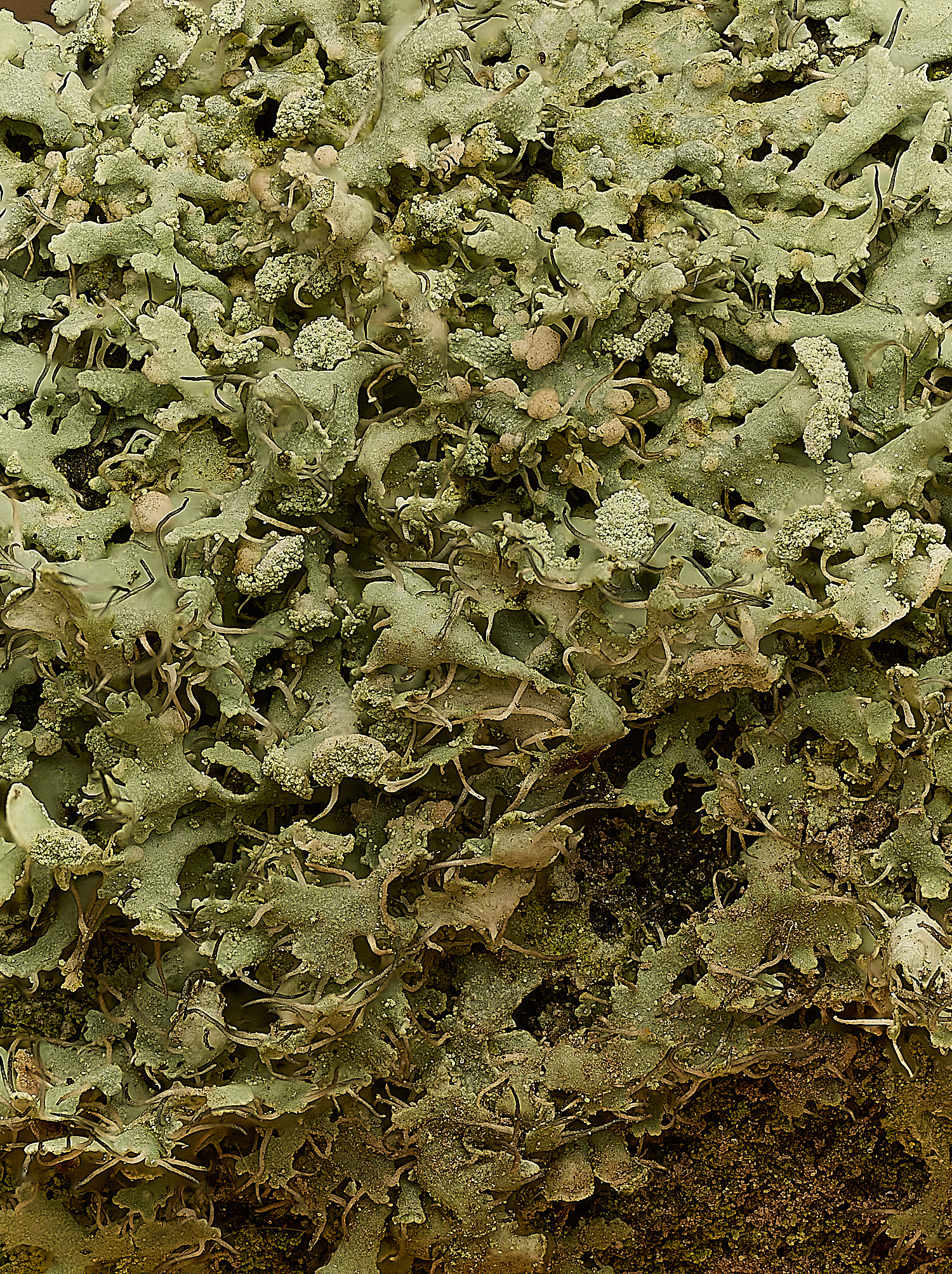 ThwaiteCommonLF2090326-1