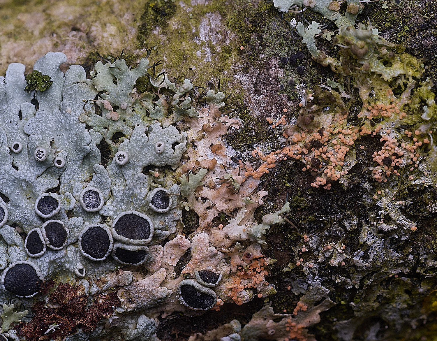 ThwaiteCommonPhsciaaipolia090326-2